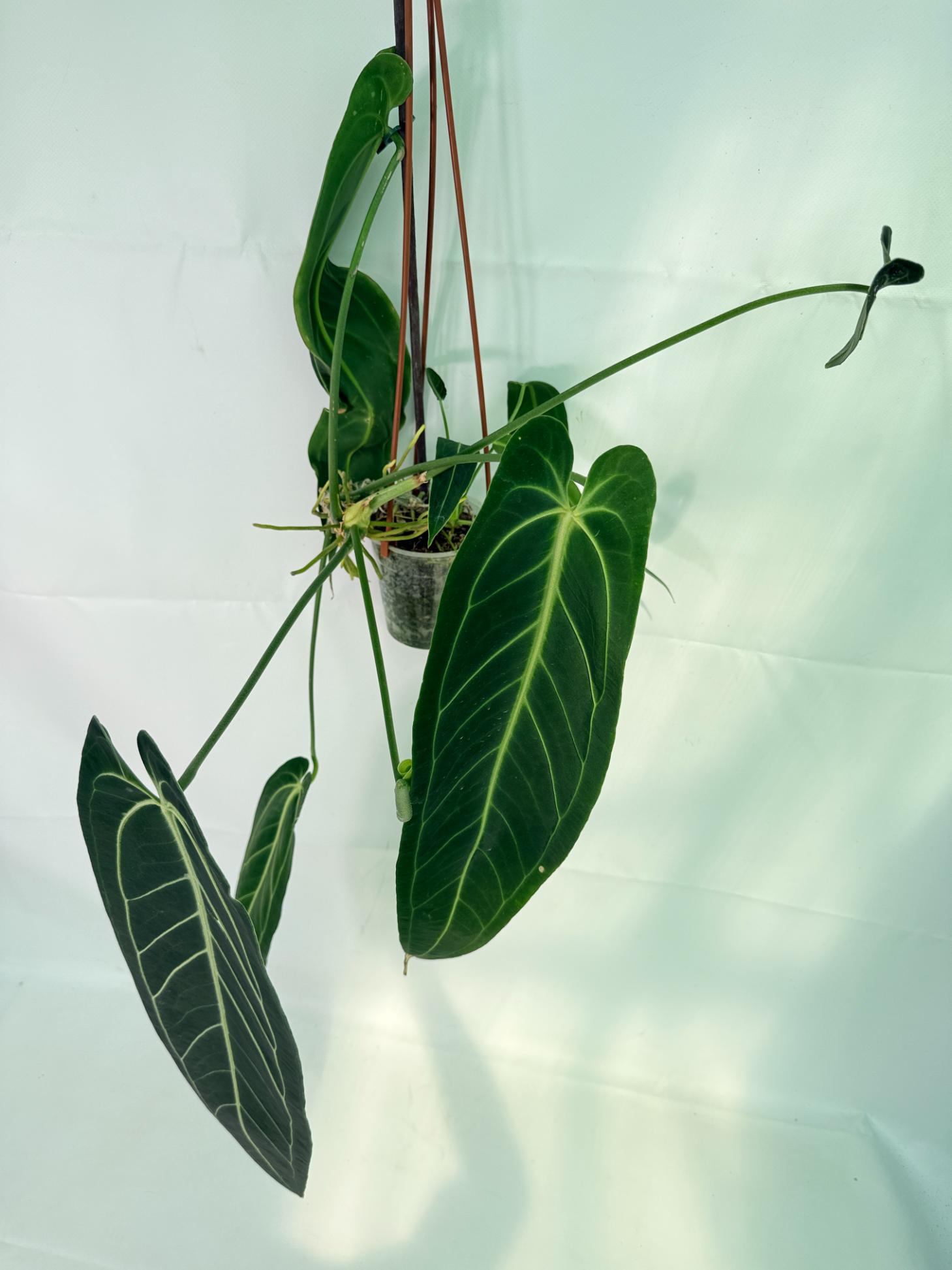 Anthurium Warocqueanum XL 02