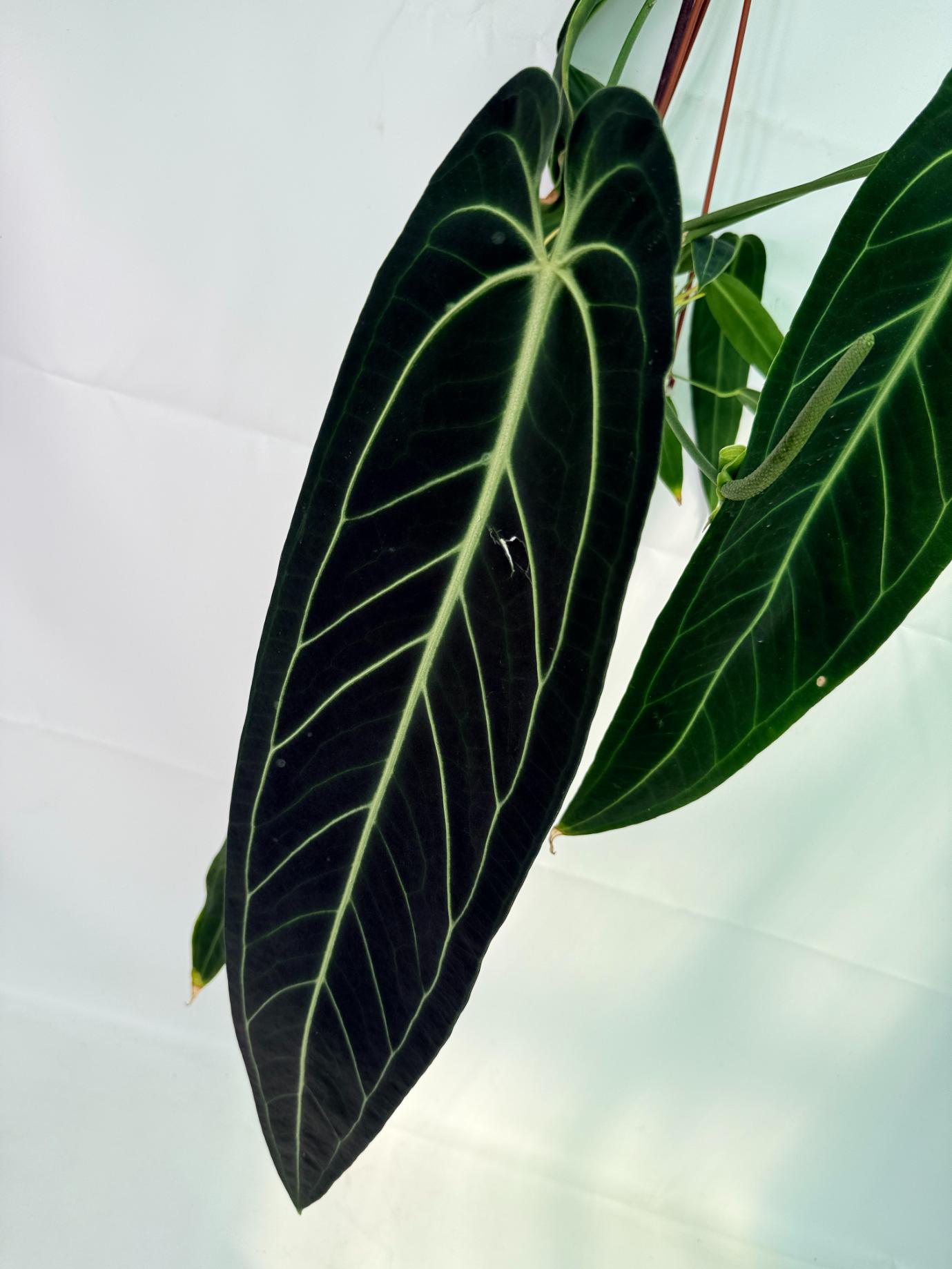 Anthurium Warocqueanum XL 03