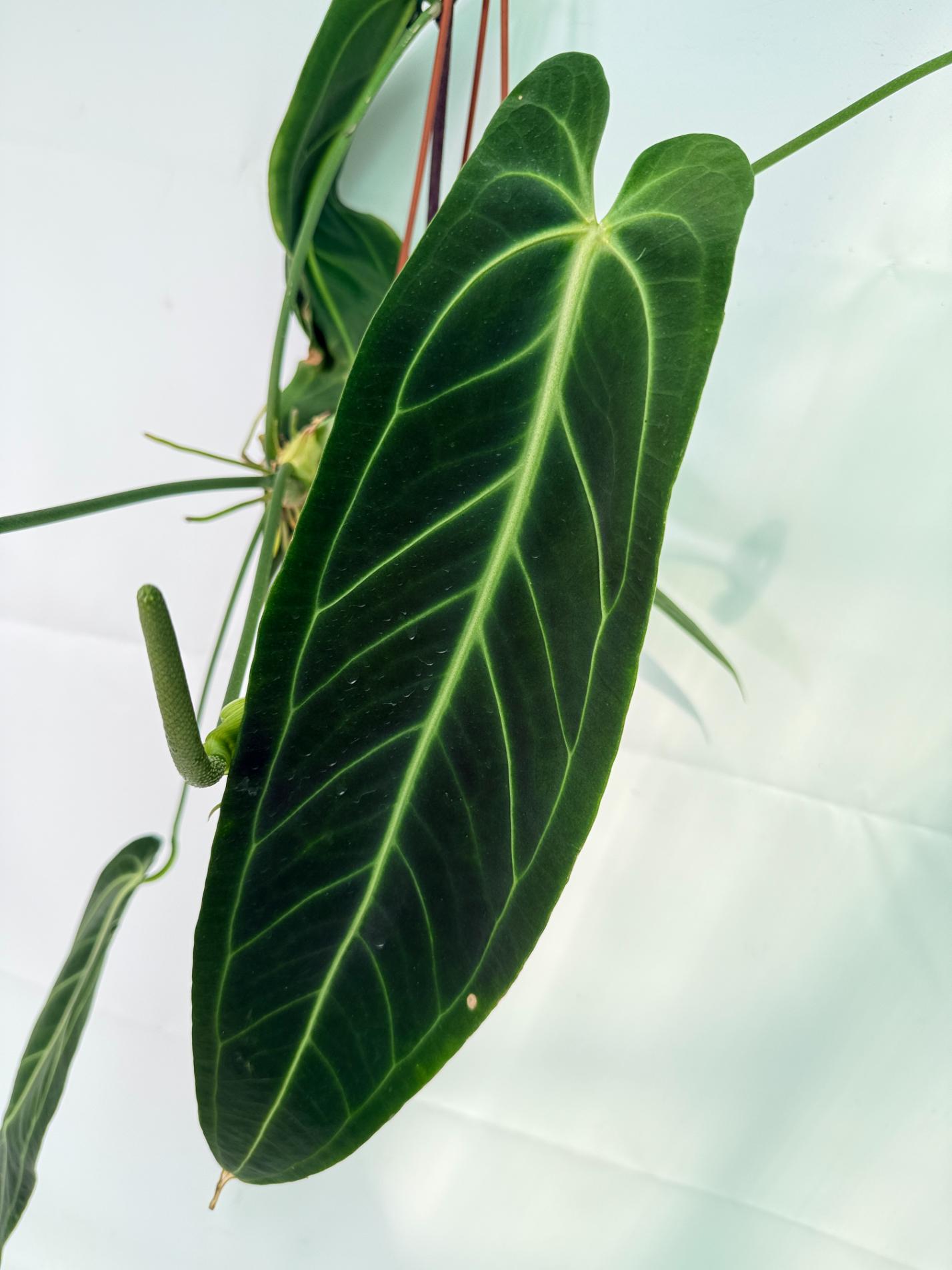 Anthurium Warocqueanum XL 04