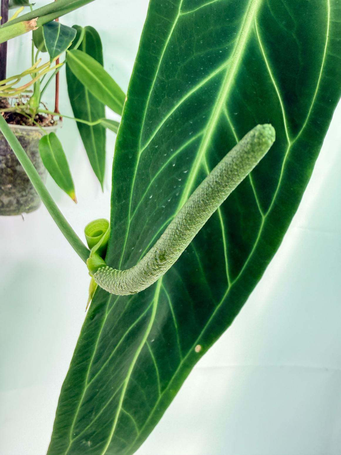Anthurium Warocqueanum XL 05