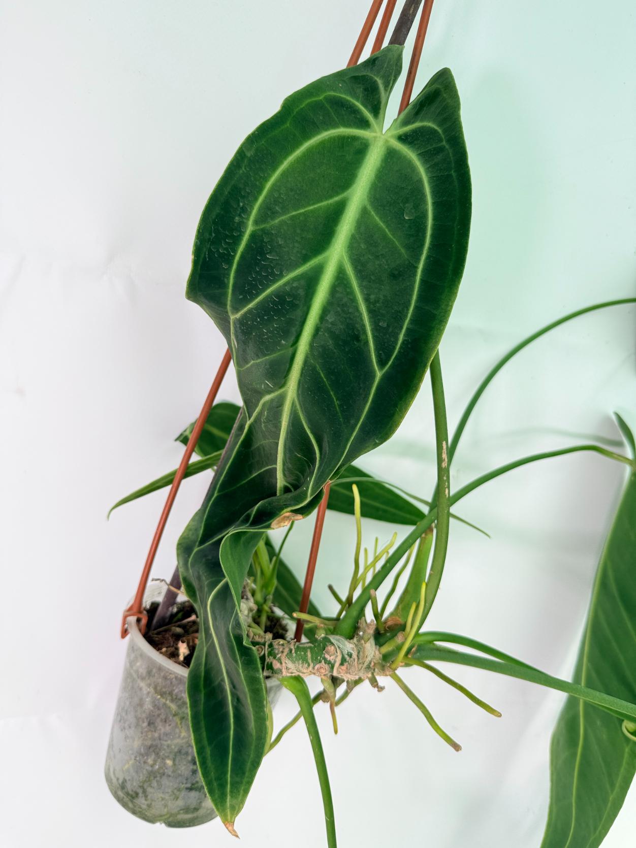 Anthurium Warocqueanum XL 06
