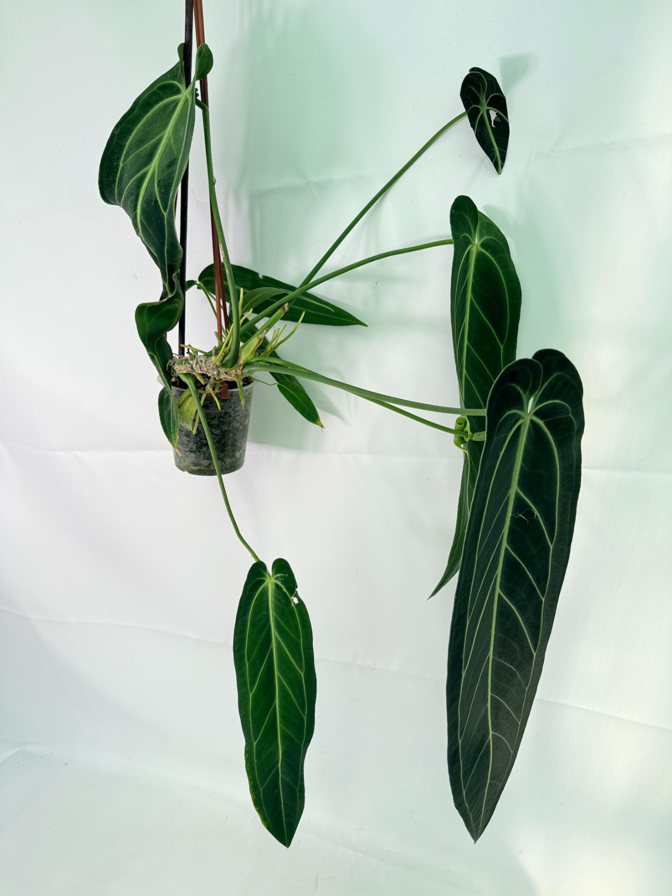 Anthurium Warocqueanum XL 07