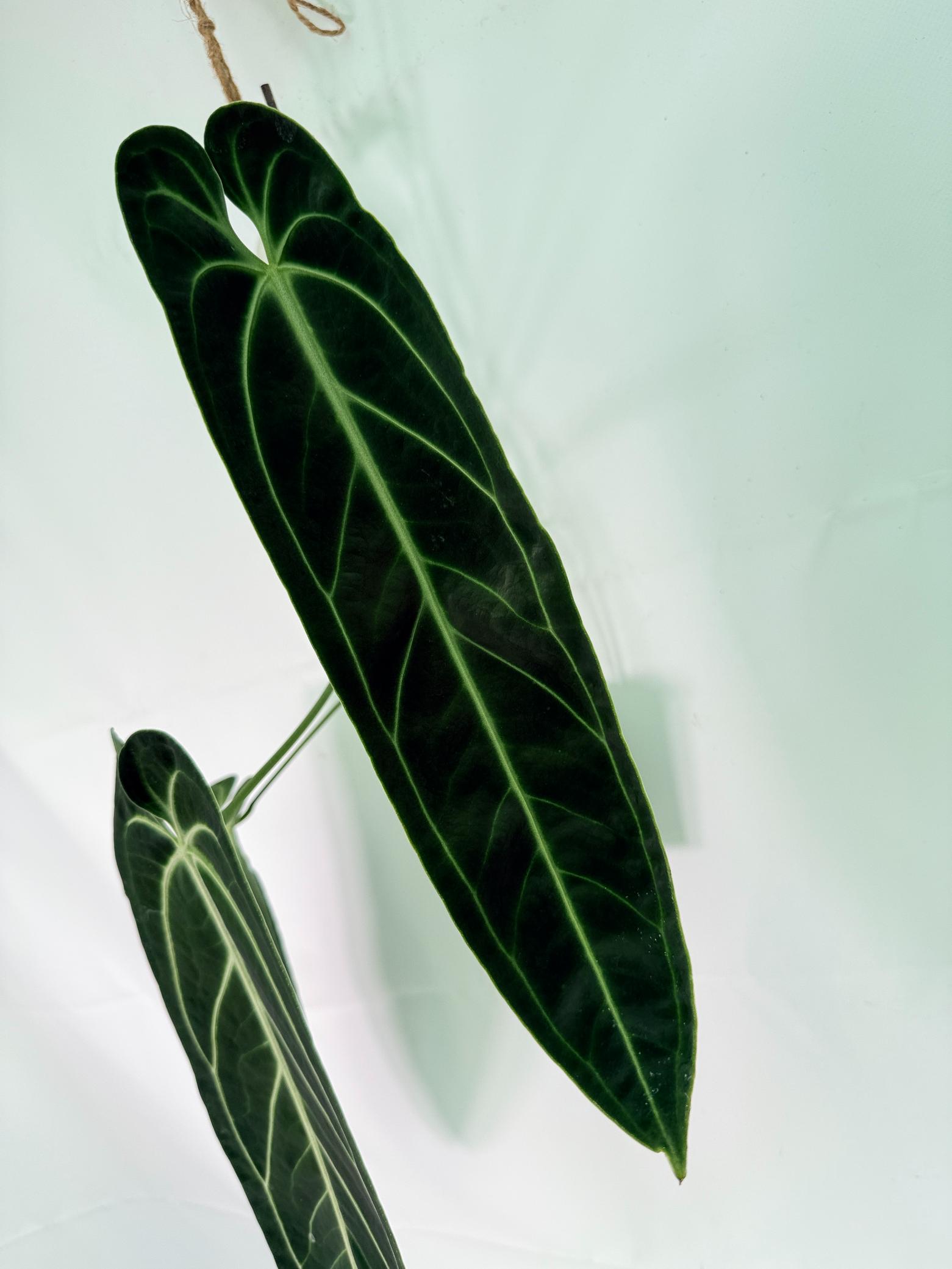 Anthurium Warocqueanum XL 09