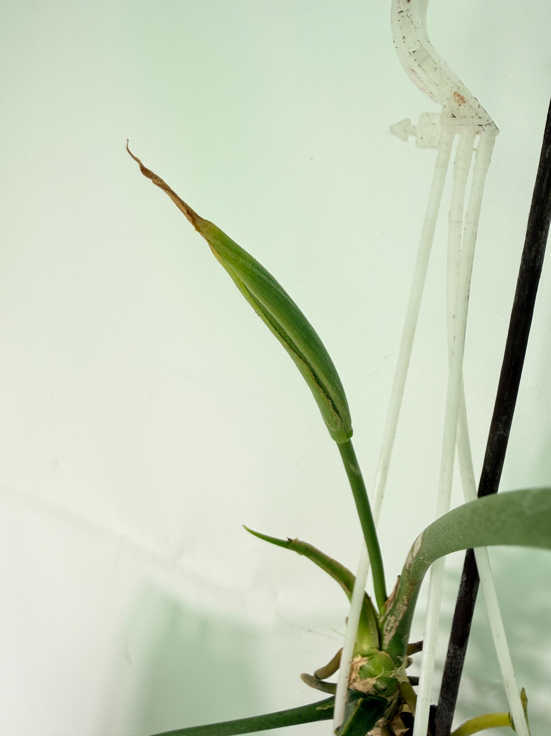 Anthurium Warocqueanum XL 10