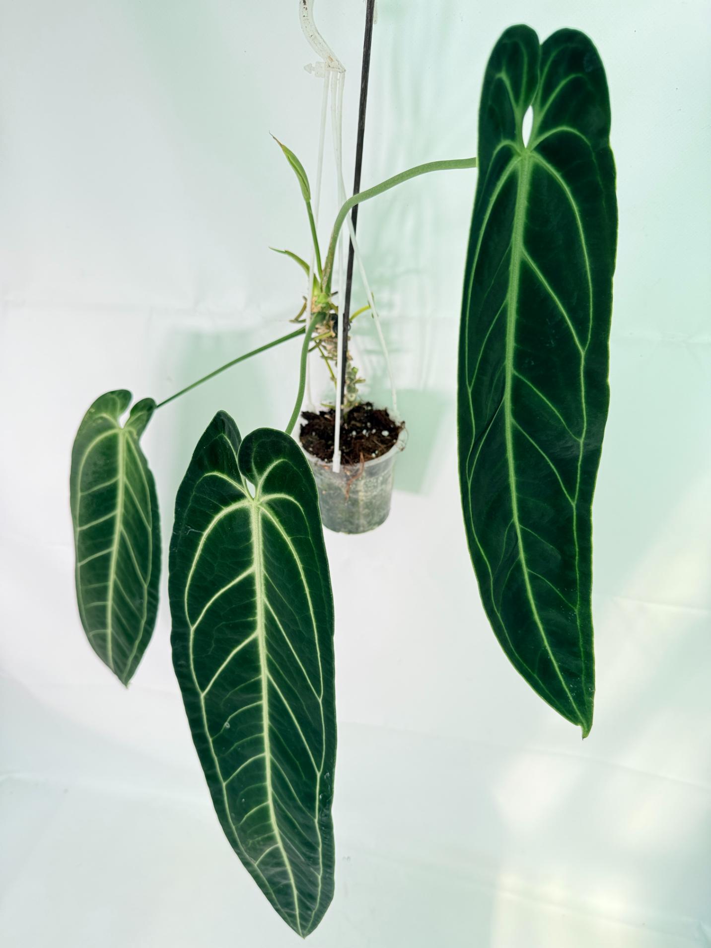Anthurium Warocqueanum XL 01