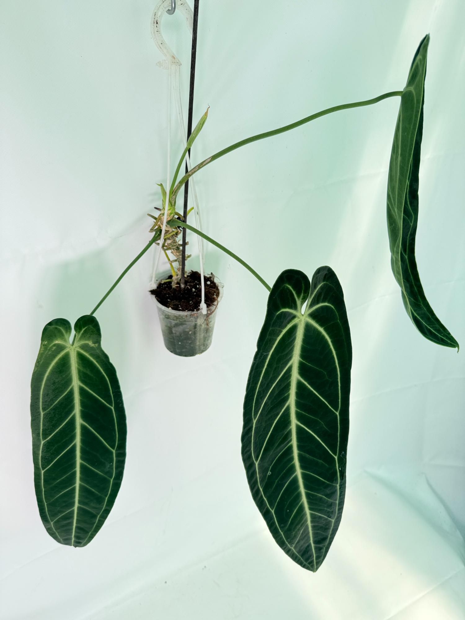 Anthurium Warocqueanum XL 02