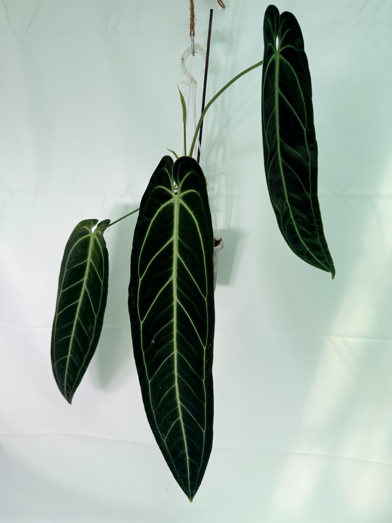 Anthurium Warocqueanum XL 03