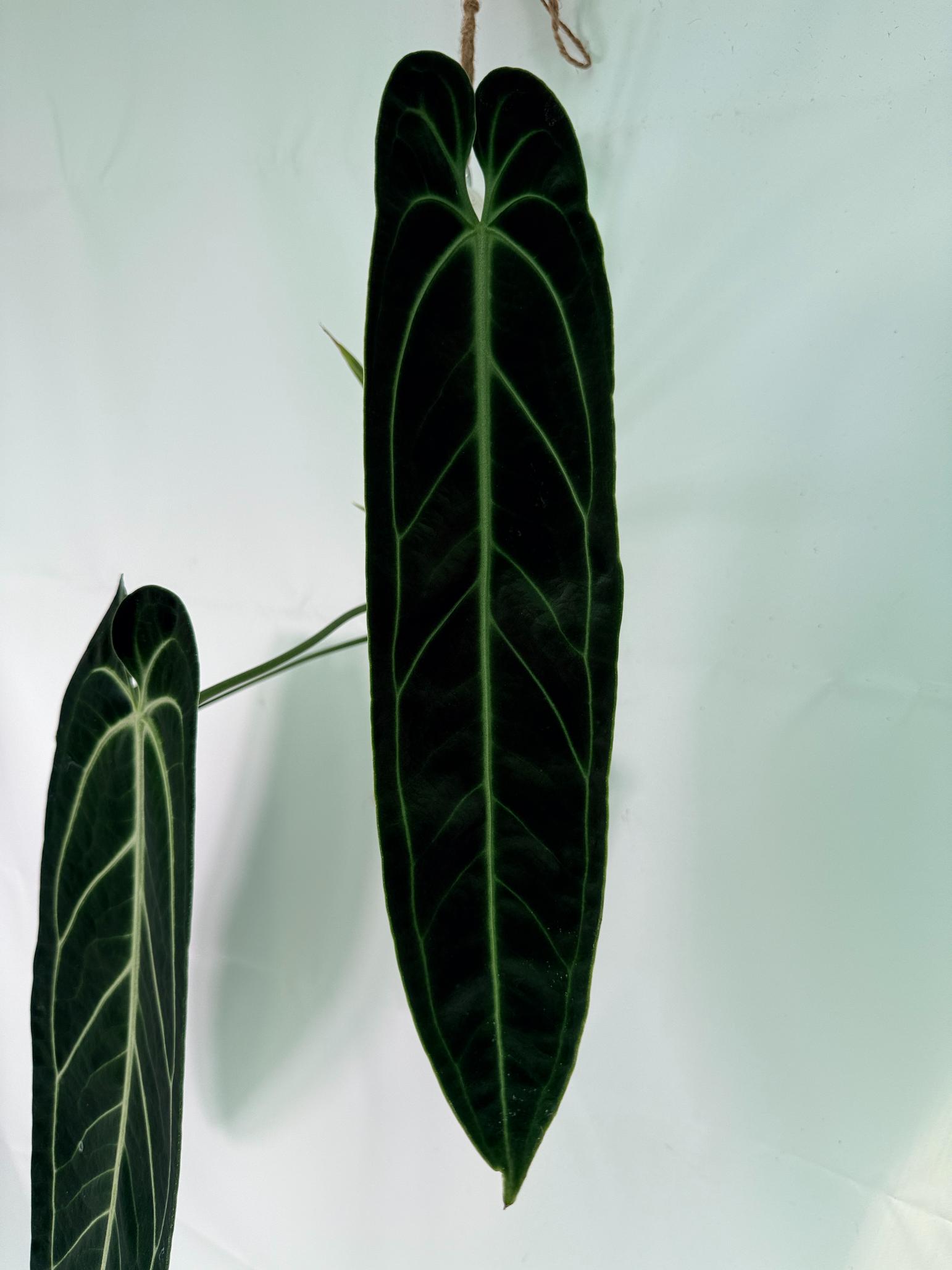 Anthurium Warocqueanum XL 04