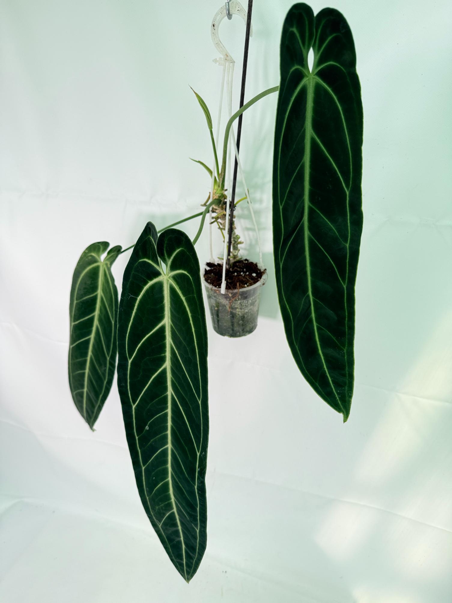 Anthurium Warocqueanum XL 05