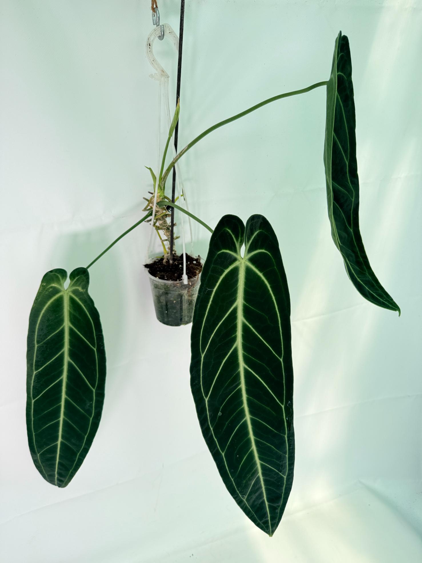 Anthurium Warocqueanum XL 06