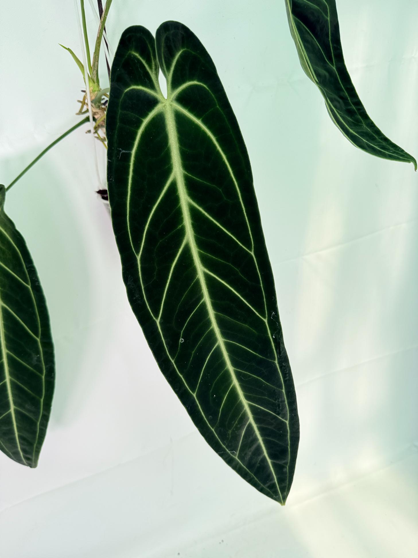 Anthurium Warocqueanum XL 07
