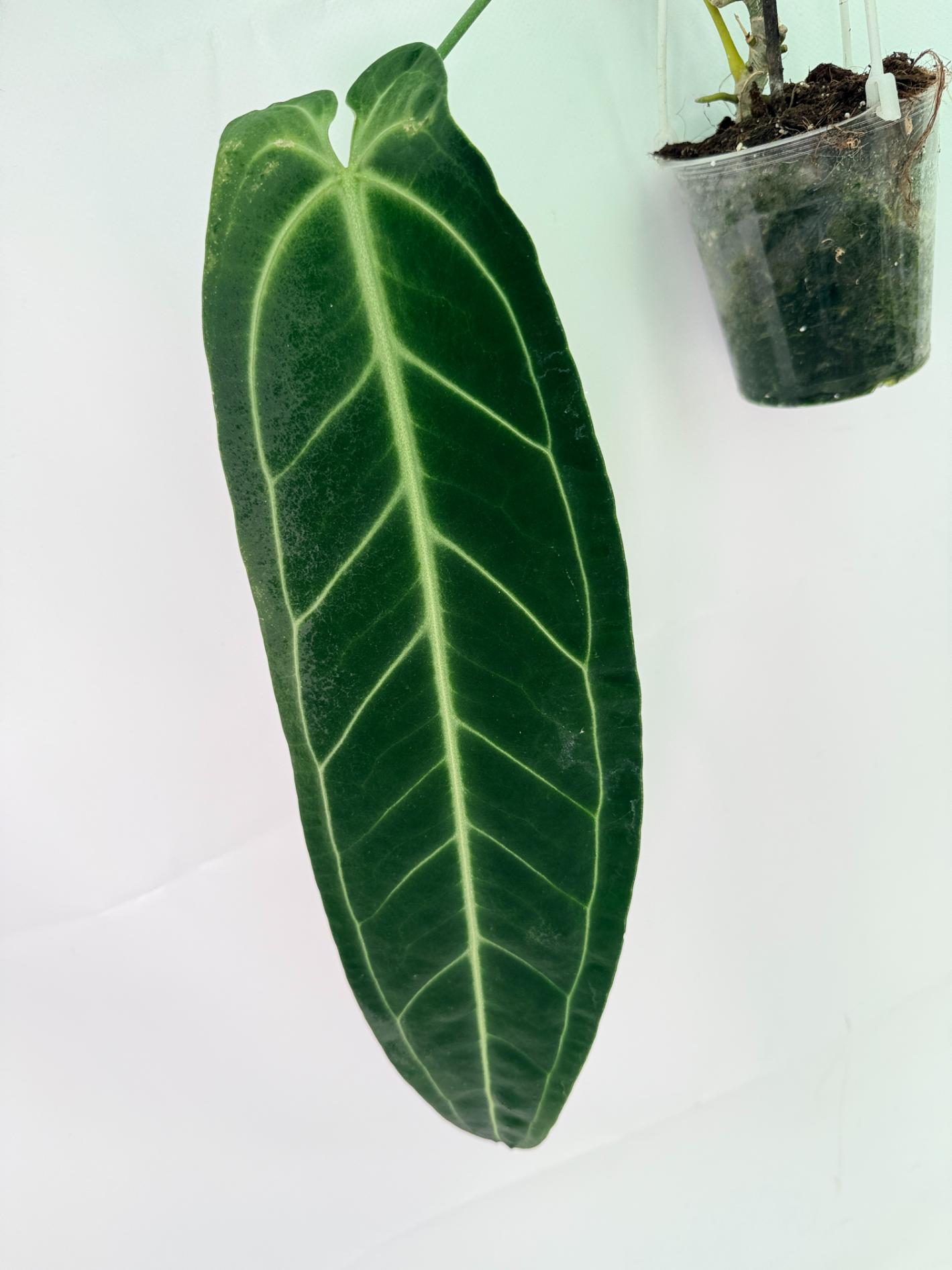 Anthurium Warocqueanum XL 08