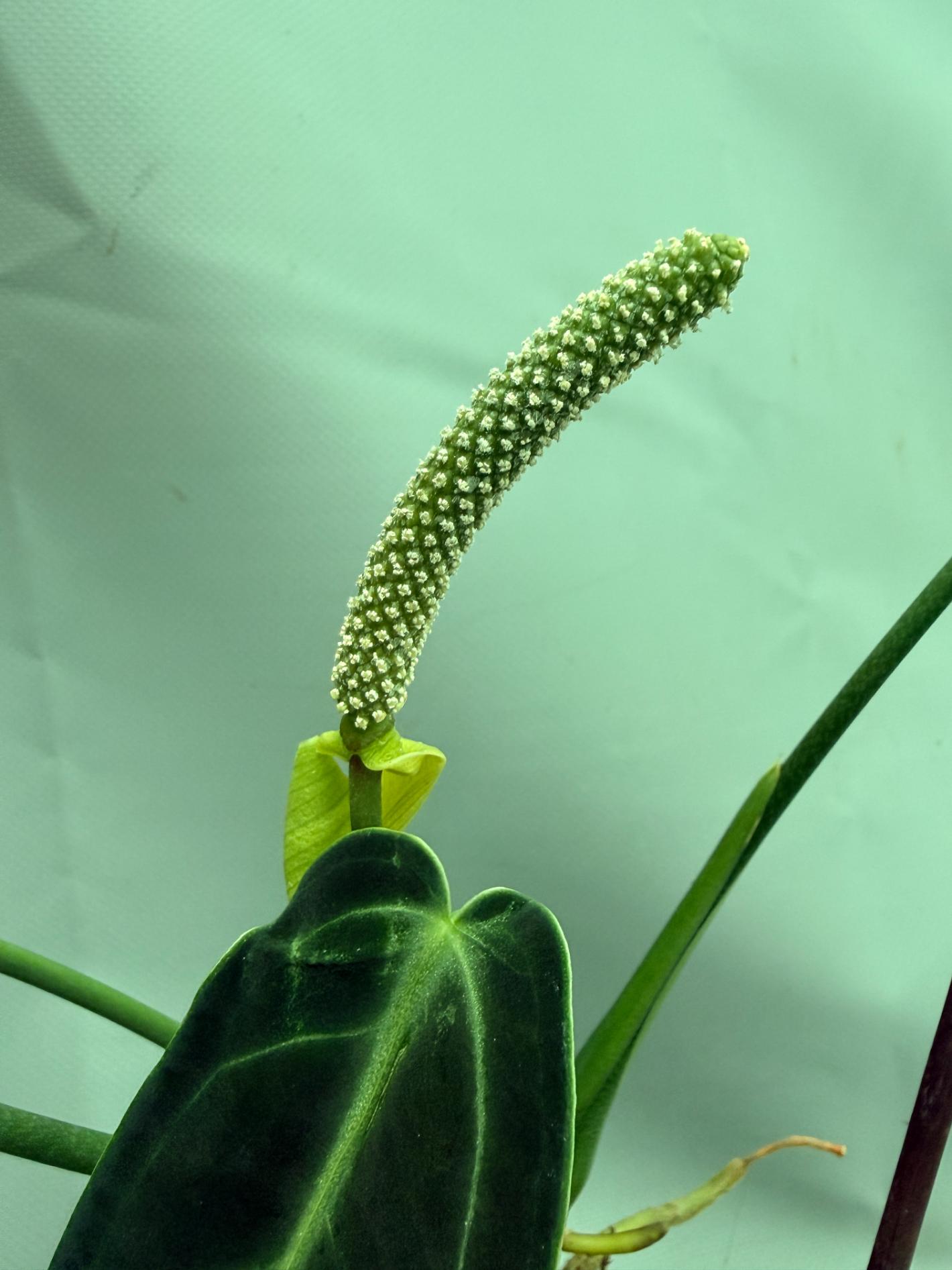 Anthurium Warocqueanum XL 08