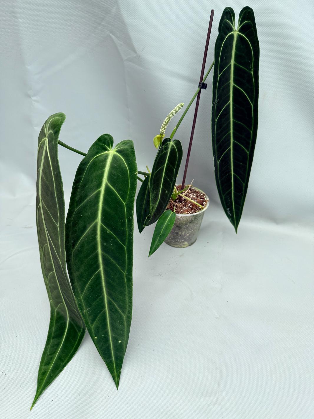 Anthurium Warocqueanum XL 09