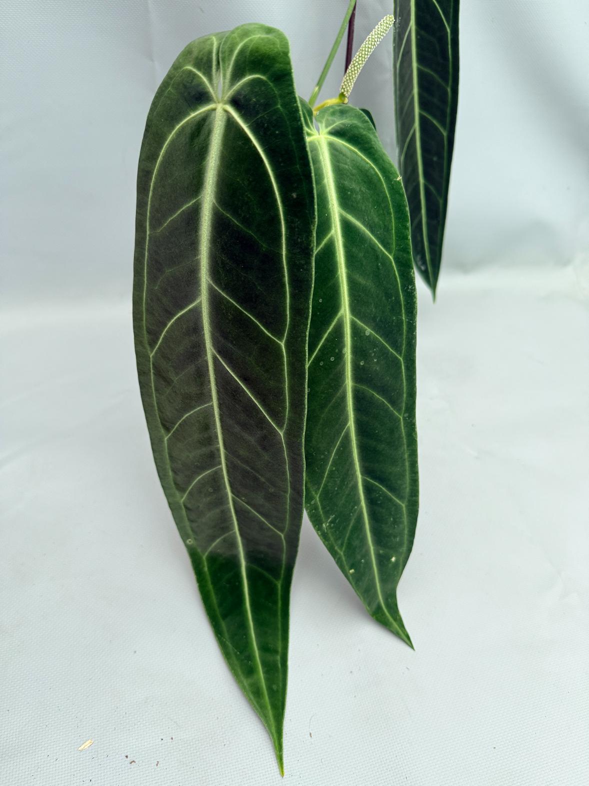 Anthurium Warocqueanum XL 10