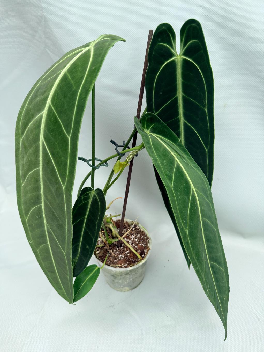 Anthurium Warocqueanum XL 01