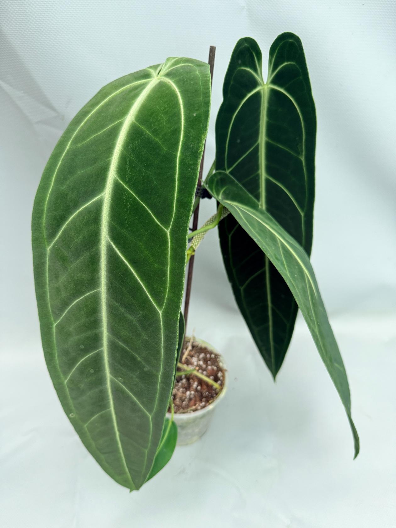 Anthurium Warocqueanum XL 02