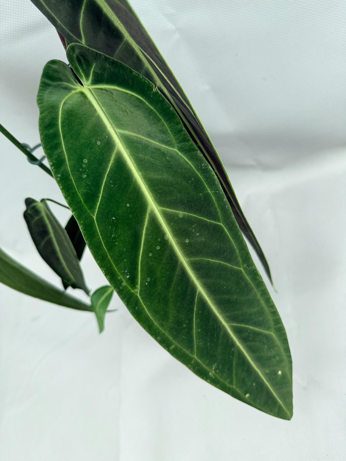 anthurium warocqueanum dark form for sale Anthurium Warocqueanum XL