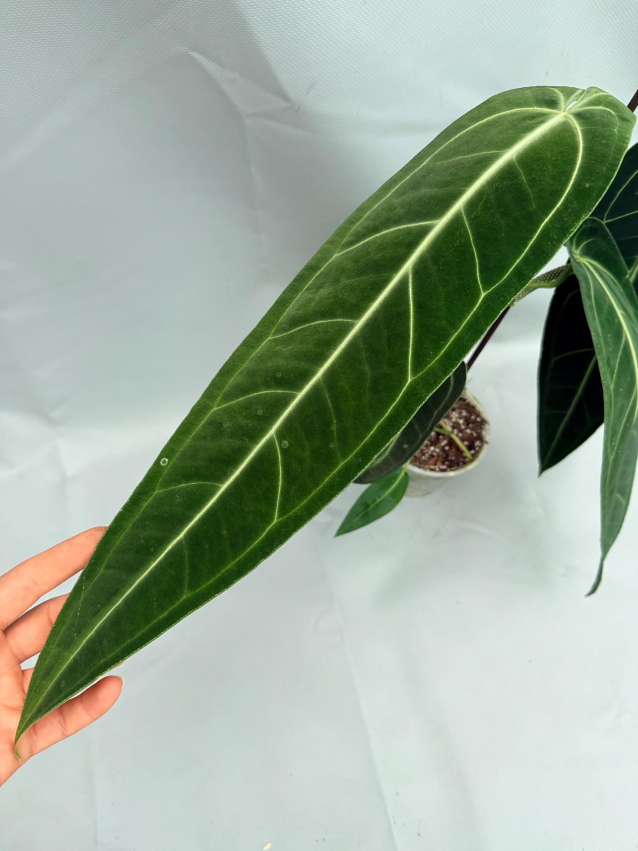 Anthurium Warocqueanum XL 04