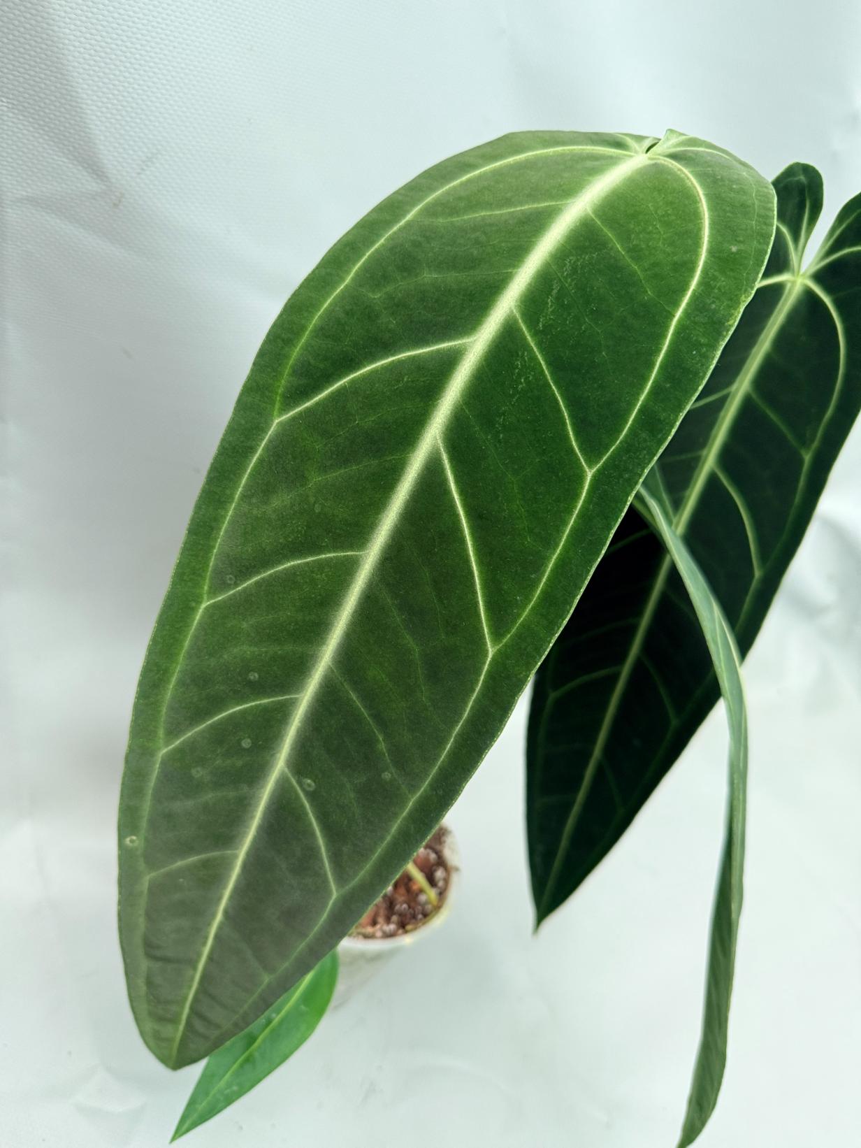 Anthurium Warocqueanum XL 05