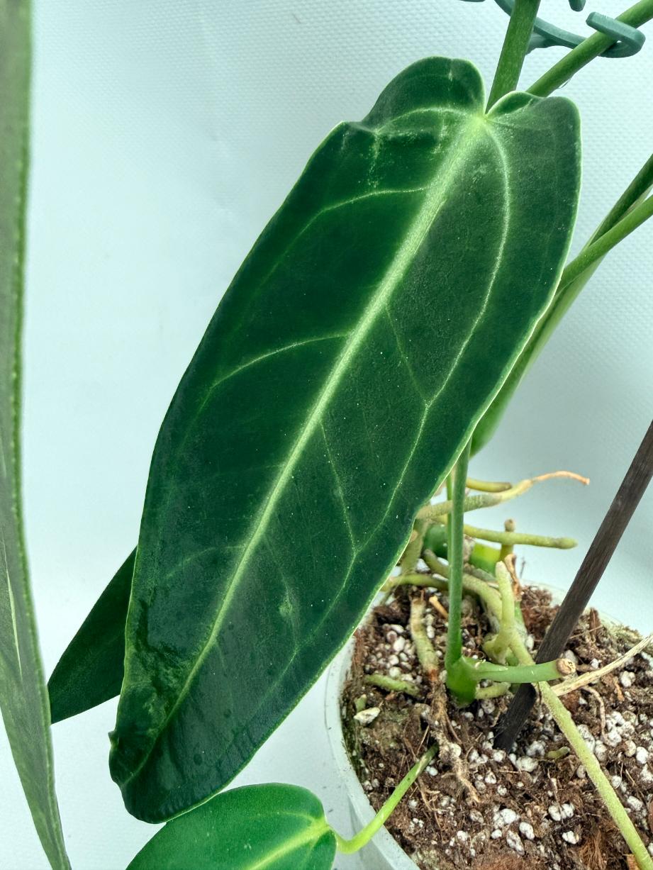Anthurium Warocqueanum XL 06