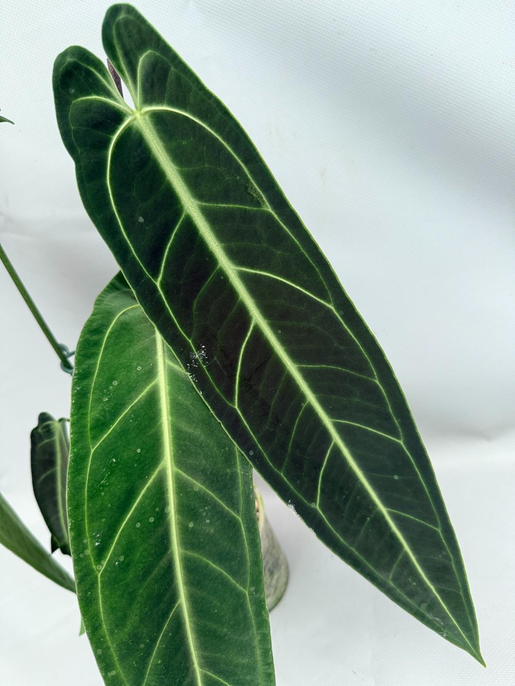 Anthurium Warocqueanum XL 07