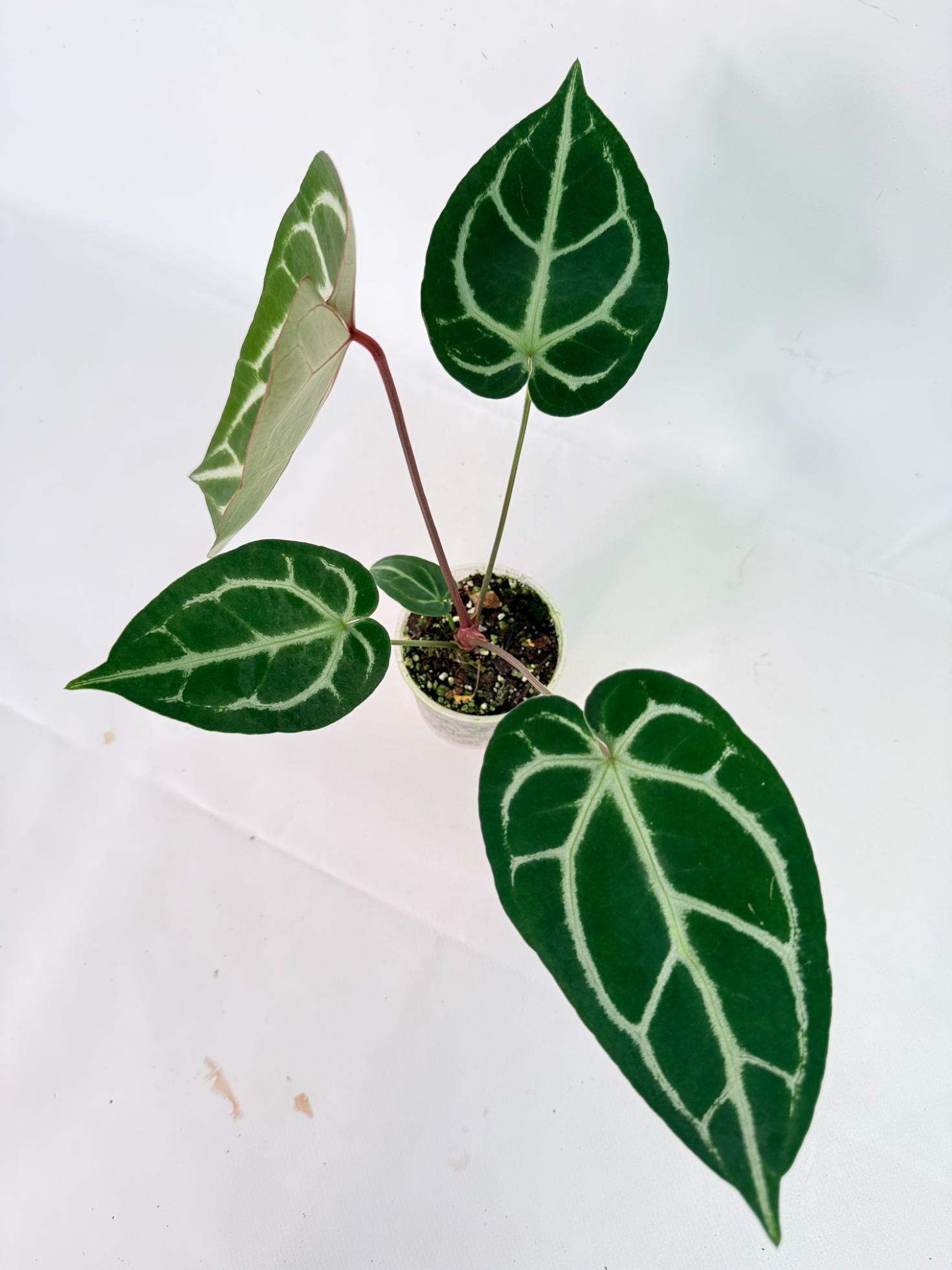 Anthurium Wonderboy A x Anthurium FTG Crystallinum x Anthurium Dorayaki 02