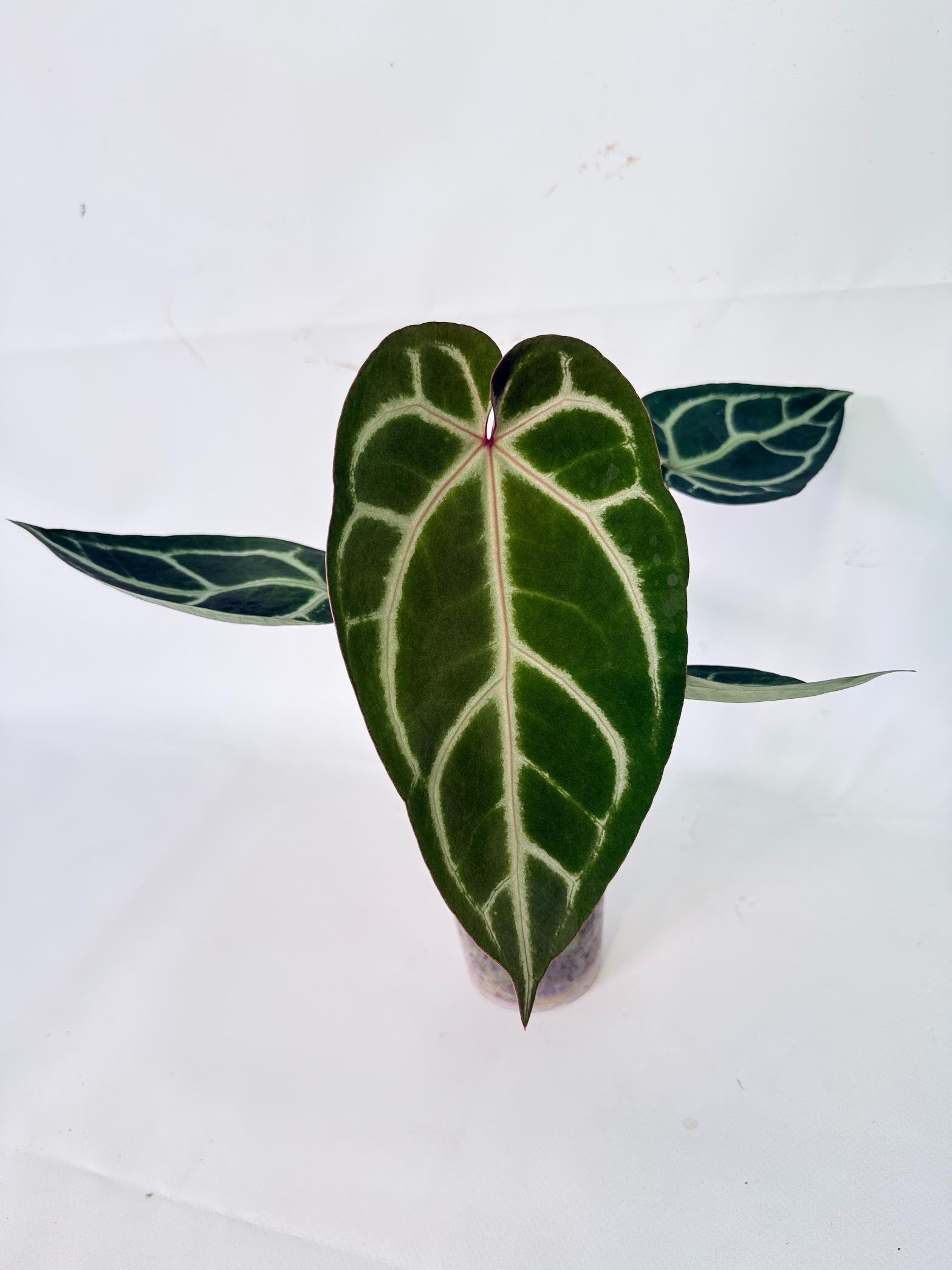 Anthurium Wonderboy A x Anthurium FTG Crystallinum x Anthurium Dorayaki 12