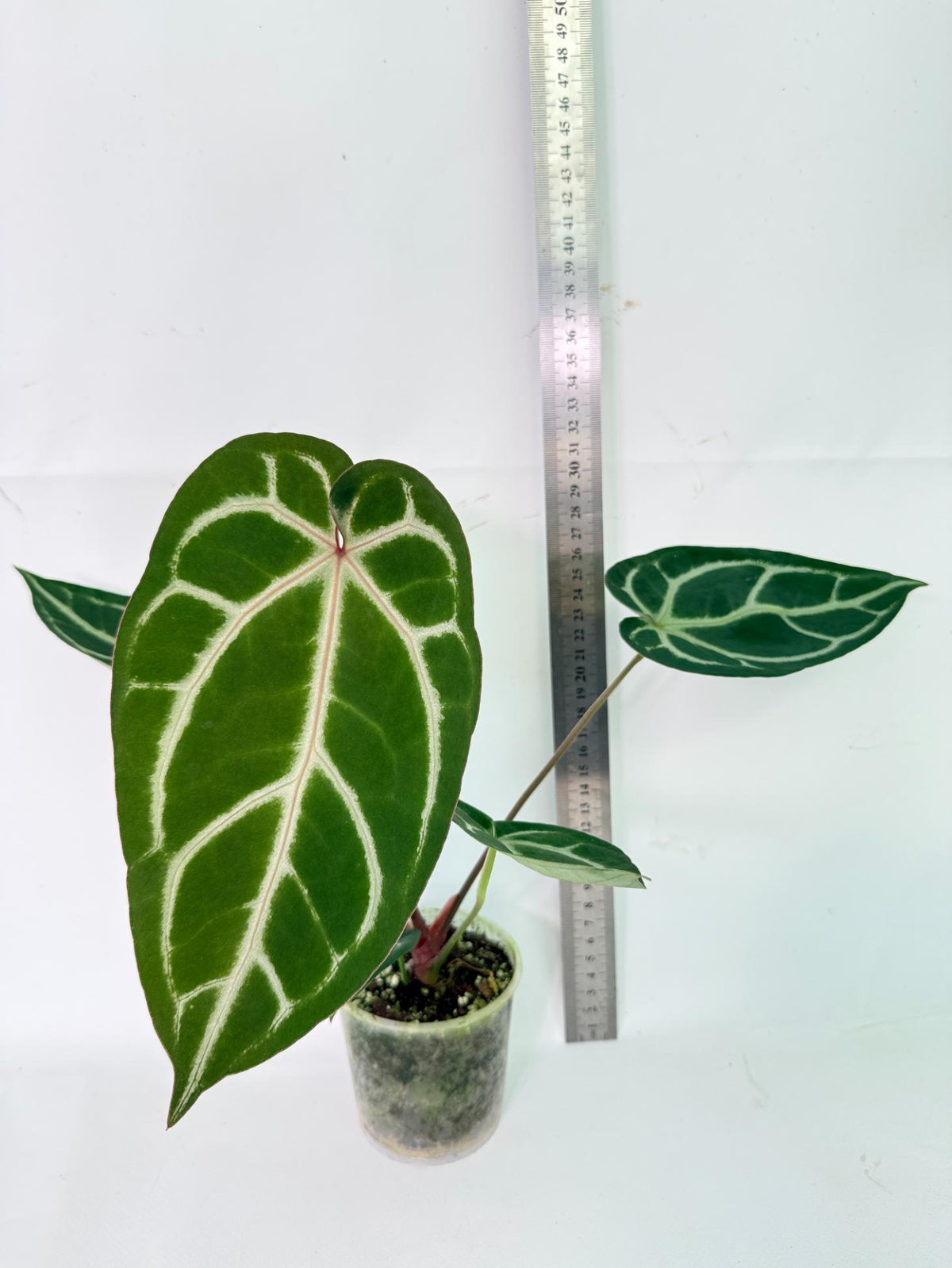 Anthurium Wonderboy A x Anthurium FTG Crystallinum x Anthurium Dorayaki 04