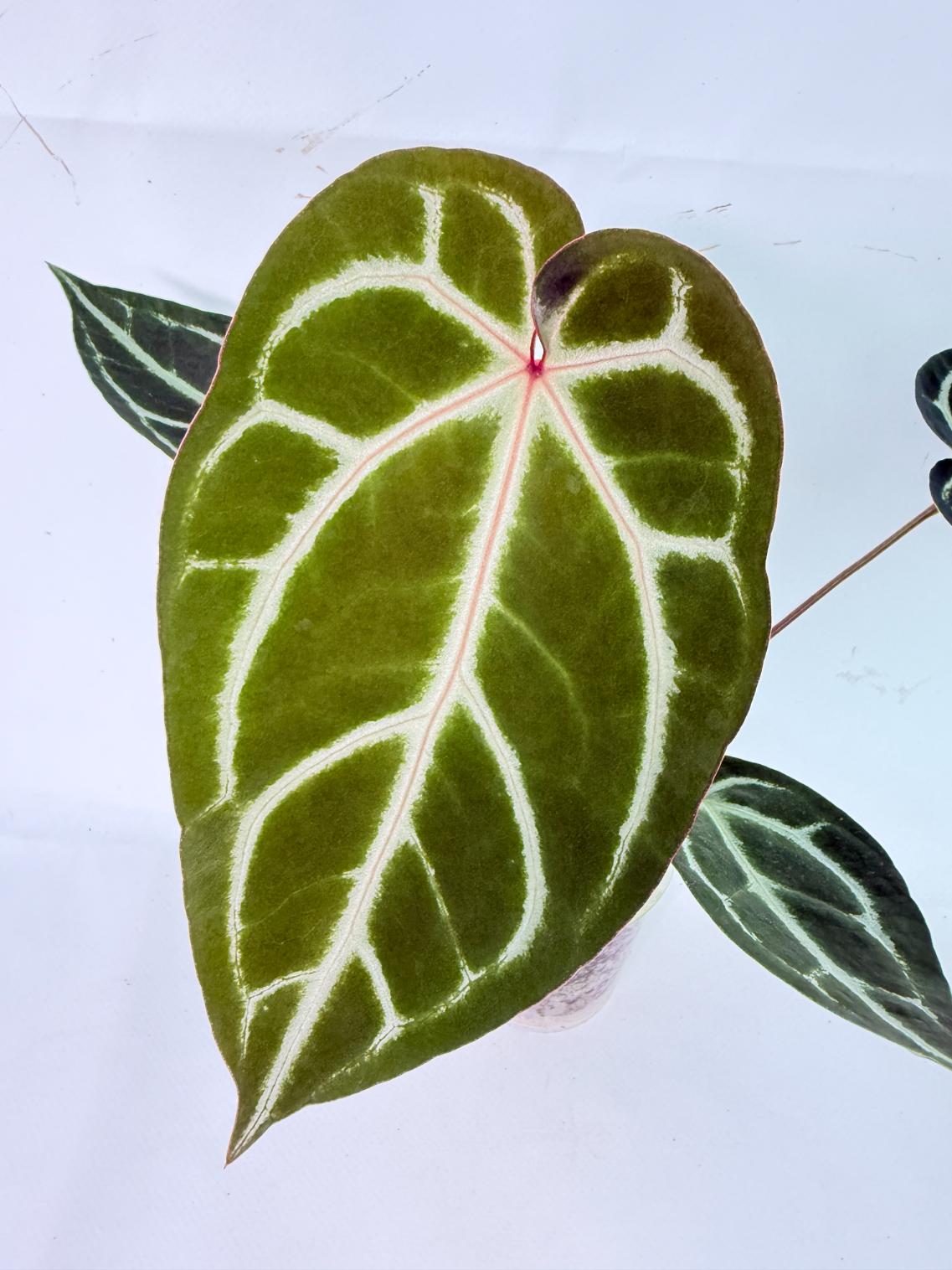 Anthurium Wonderboy A x Anthurium FTG Crystallinum x Anthurium Dorayaki 05