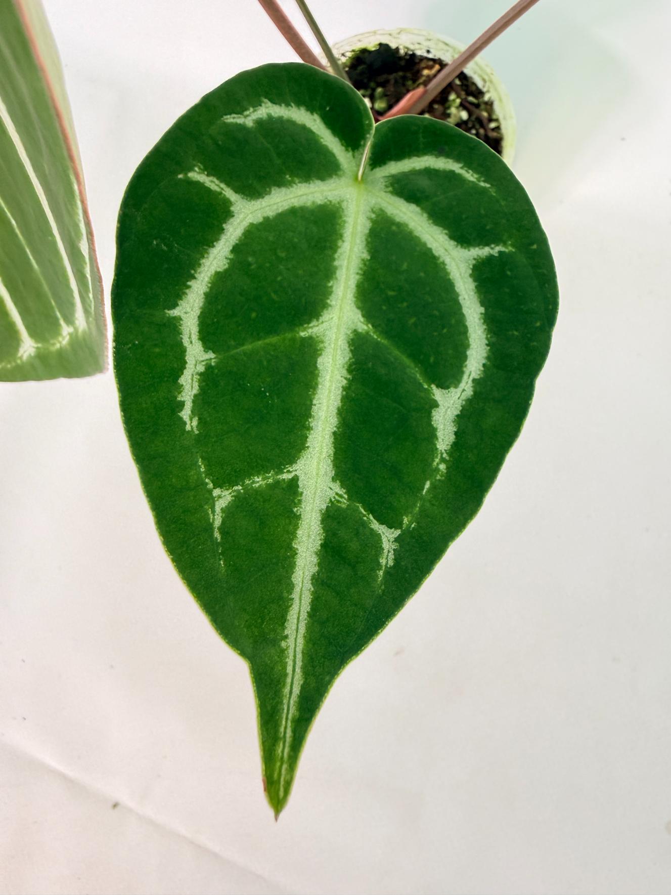 Anthurium Wonderboy A x Anthurium FTG Crystallinum x Anthurium Dorayaki 06