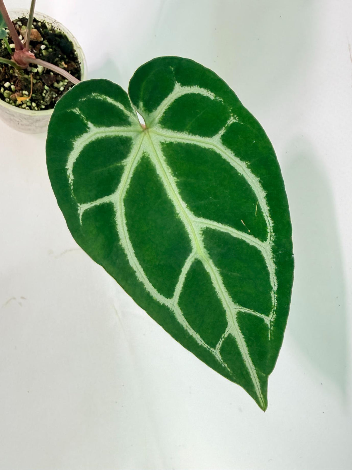 Anthurium Wonderboy A x Anthurium FTG Crystallinum x Anthurium Dorayaki 07