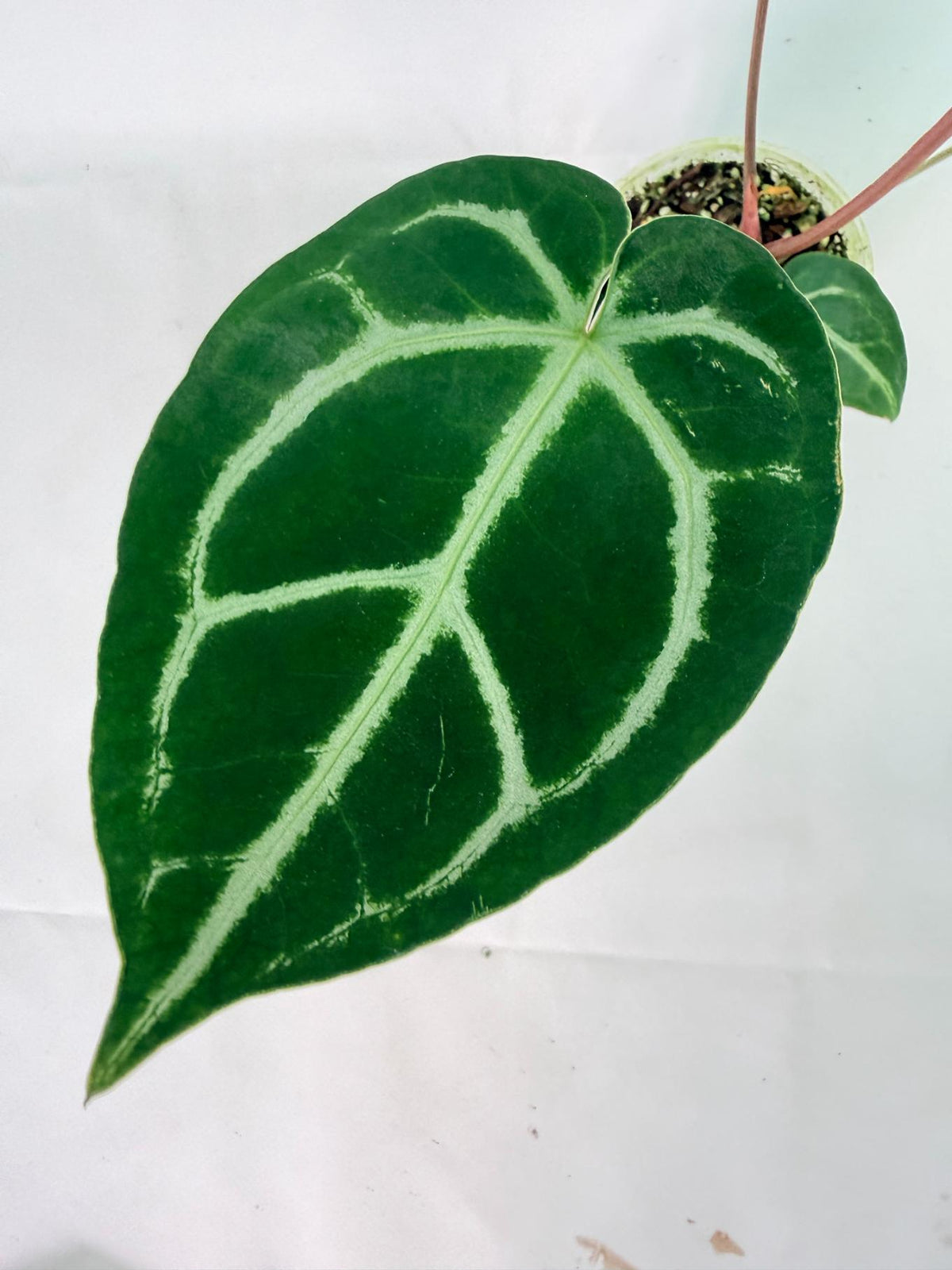 Anthurium Wonderboy A x Anthurium FTG Crystallinum x Anthurium Dorayaki 08
