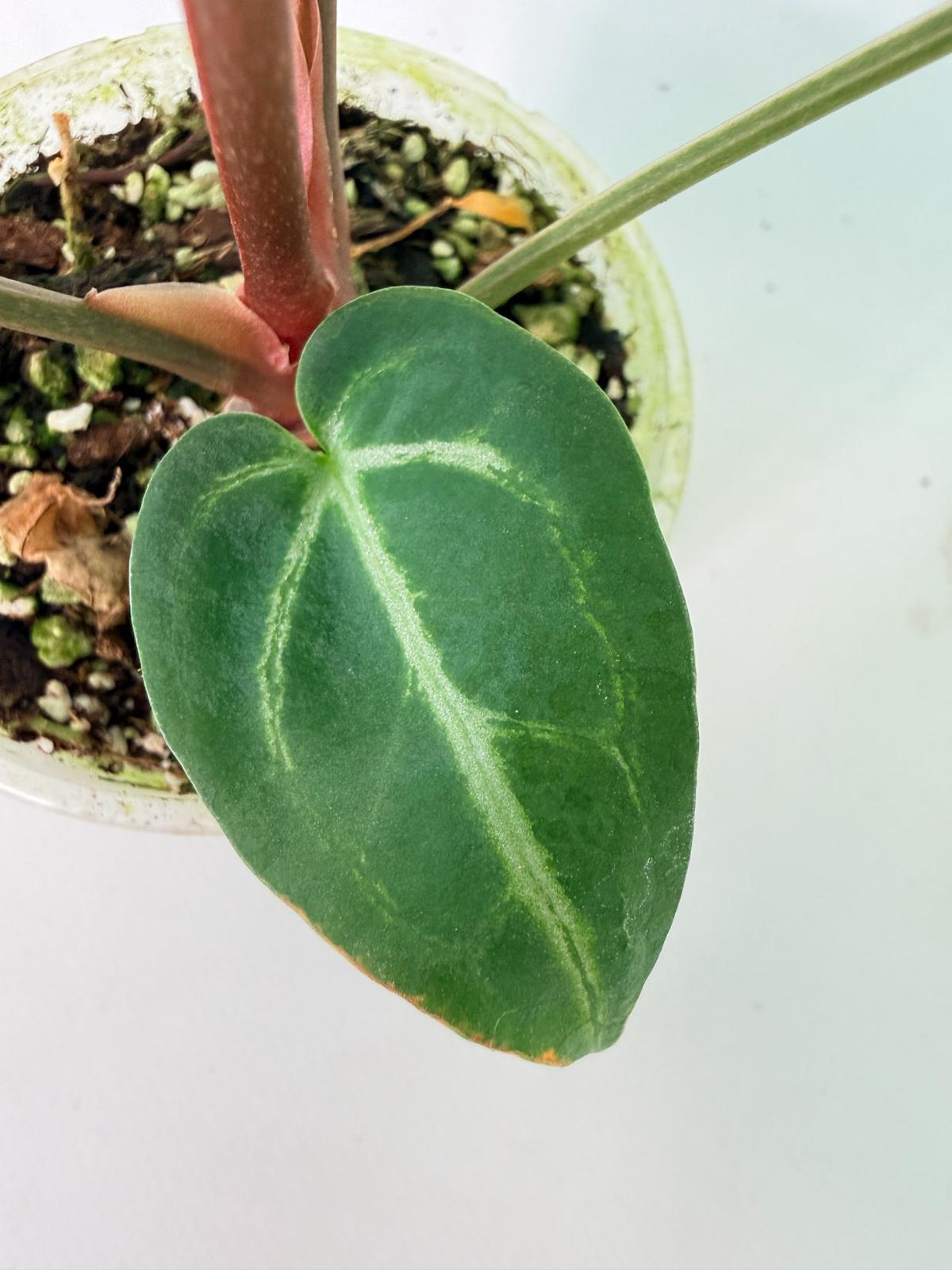 Anthurium Wonderboy A x Anthurium FTG Crystallinum x Anthurium Dorayaki 09