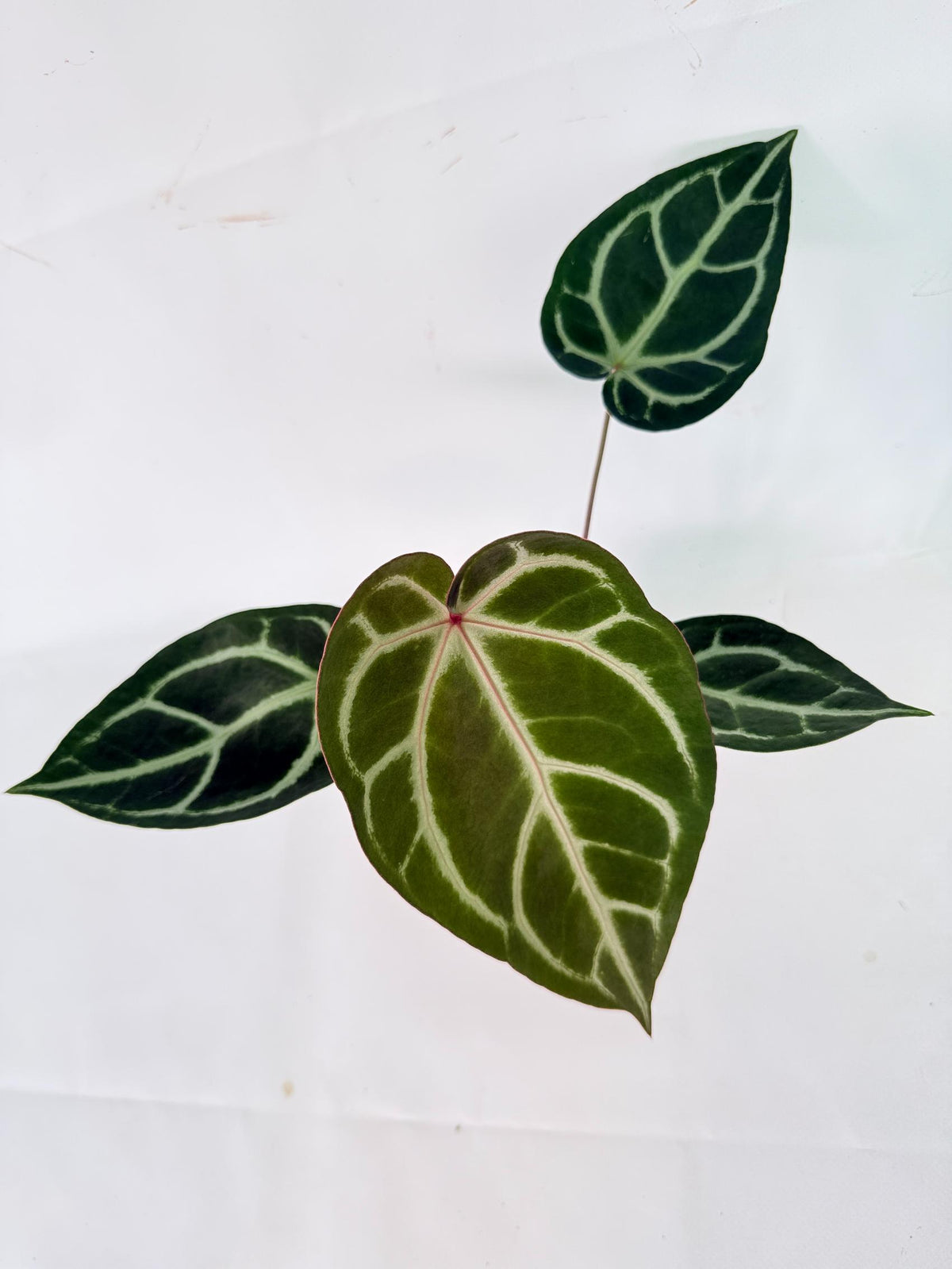 Anthurium Wonderboy A x Anthurium FTG Crystallinum x Anthurium Dorayaki 10