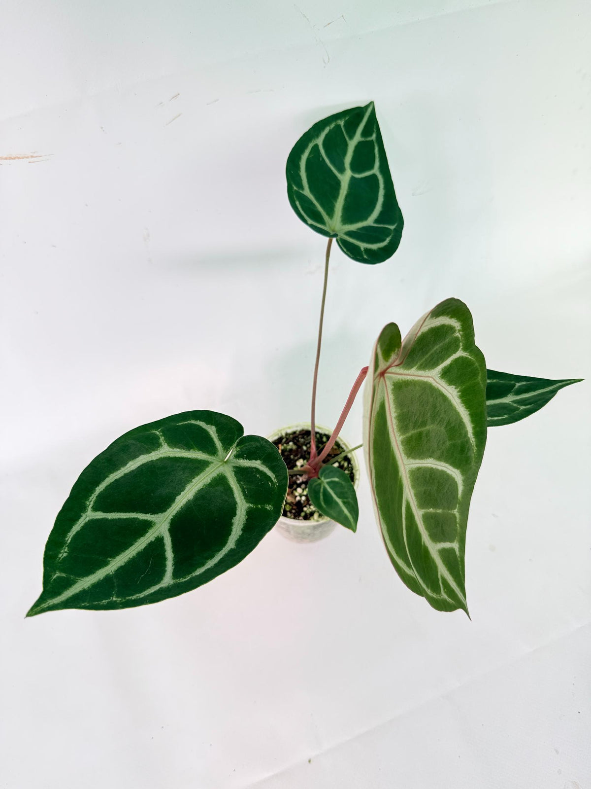 Anthurium Wonderboy A x Anthurium FTG Crystallinum x Anthurium Dorayaki 03