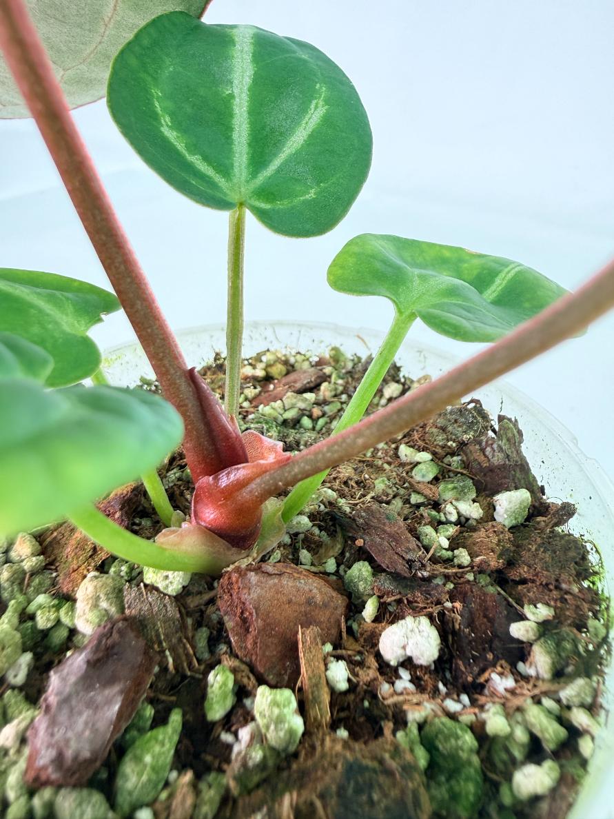 Anthurium Wonderboy A x Anthurium FTG Crystallinum x Anthurium Dorayaki 9