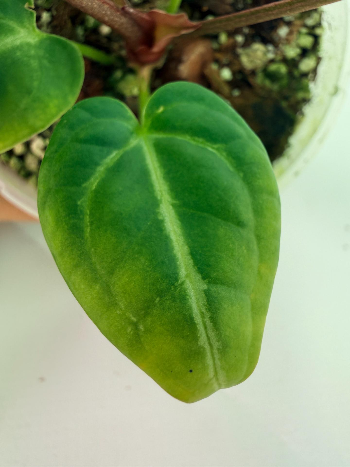 Anthurium Wonderboy A x Anthurium FTG Crystallinum x Anthurium Dorayaki 8