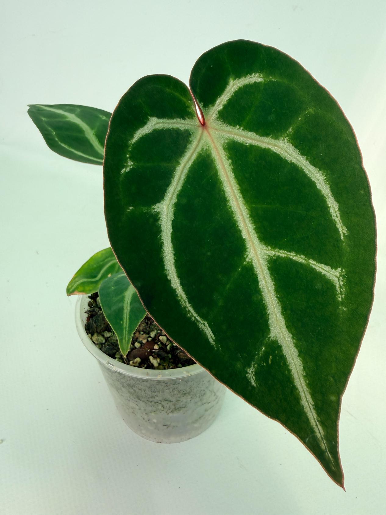 Anthurium Wonderboy A x Anthurium FTG Crystallinum x Anthurium Dorayaki 3