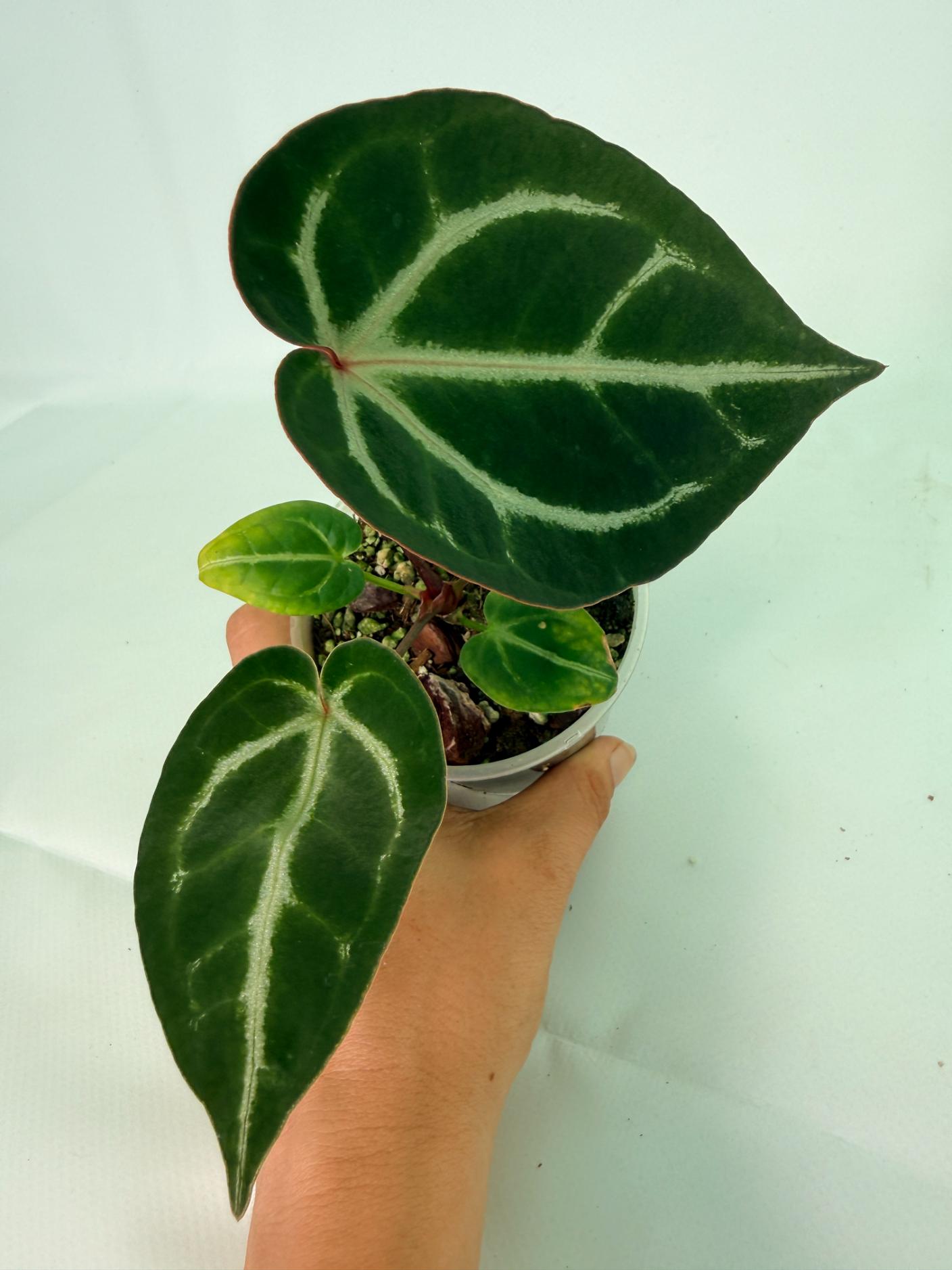 Anthurium Wonderboy A x Anthurium FTG Crystallinum x Anthurium Dorayaki 4