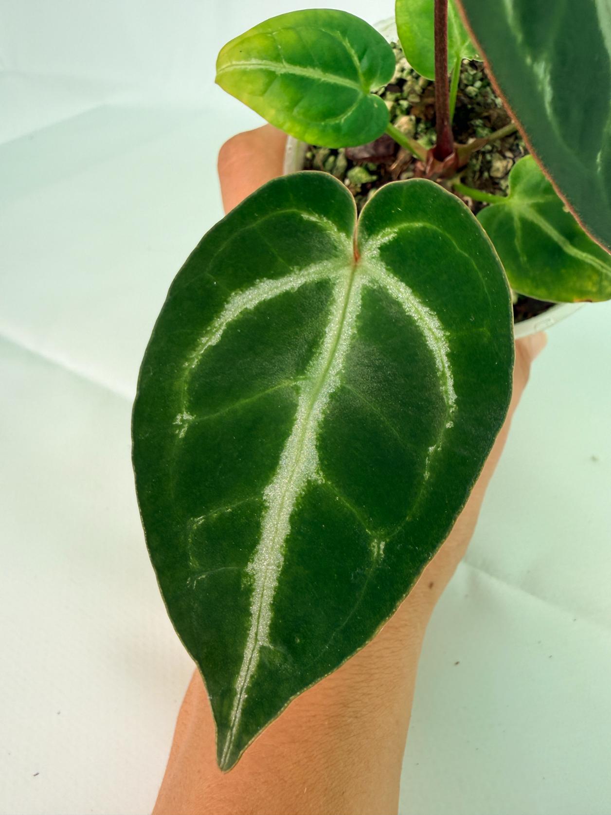 Anthurium Wonderboy A x Anthurium FTG Crystallinum x Anthurium Dorayaki 6