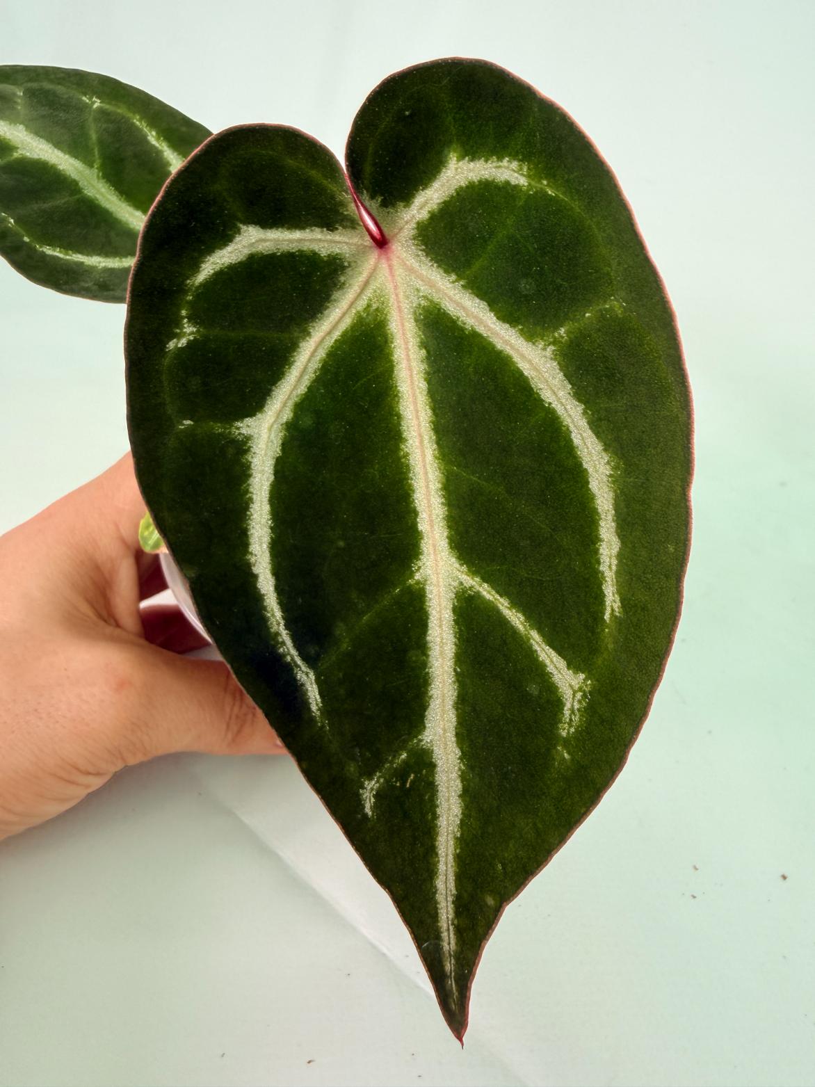 Anthurium Wonderboy A x Anthurium FTG Crystallinum x Anthurium Dorayaki 2