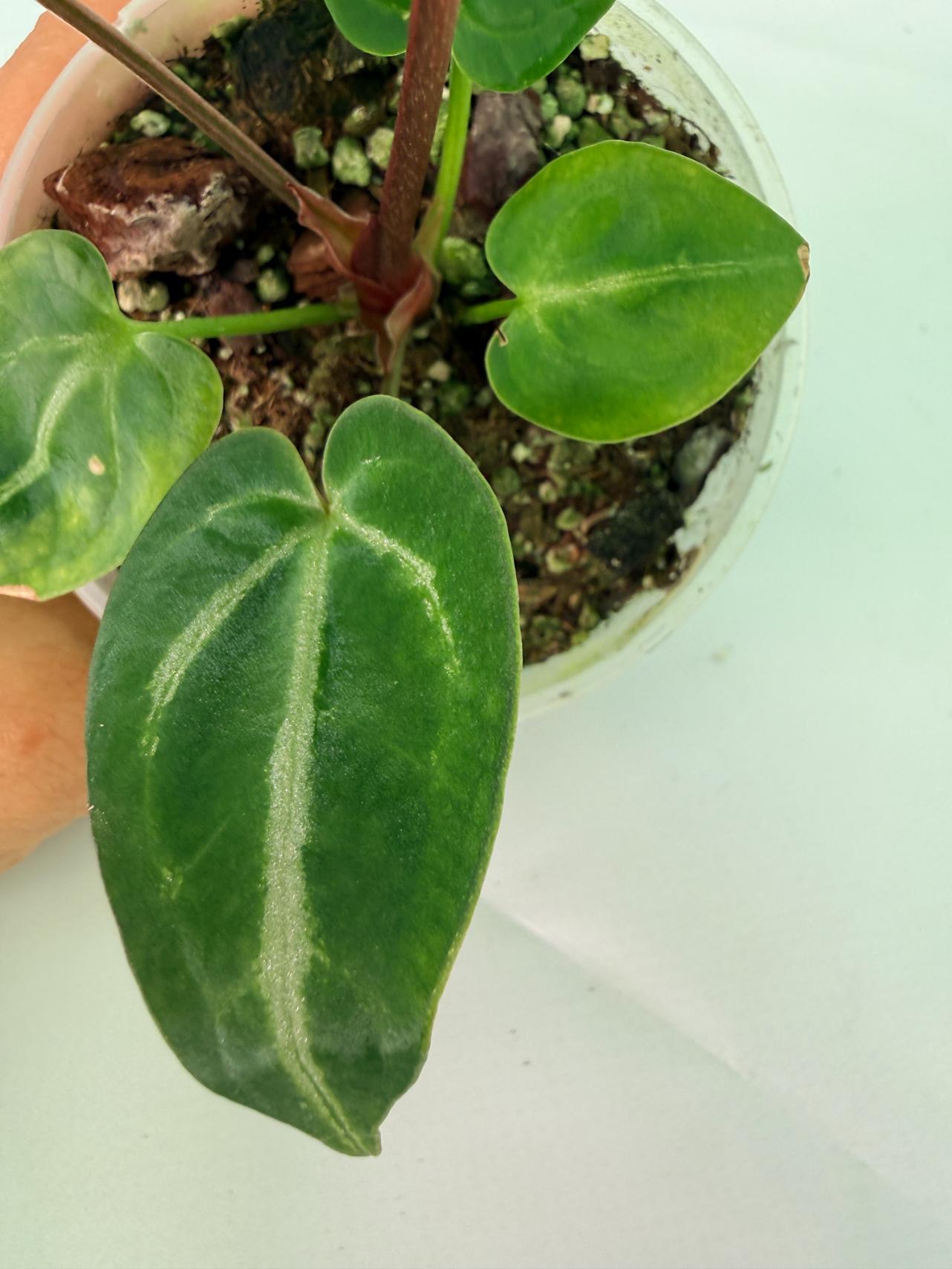 Anthurium Wonderboy A x Anthurium FTG Crystallinum x Anthurium Dorayaki 5
