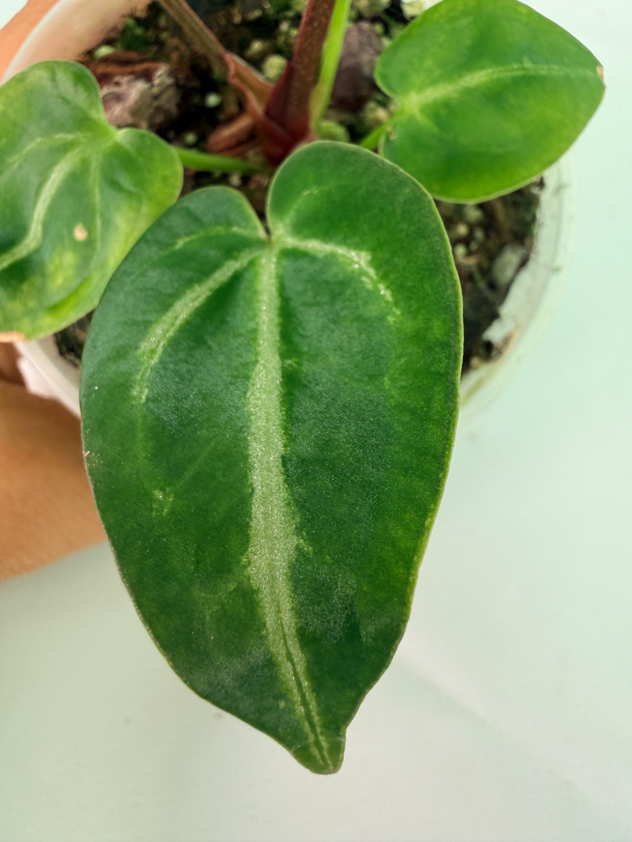 Anthurium Wonderboy A x Anthurium FTG Crystallinum x Anthurium Dorayaki 7