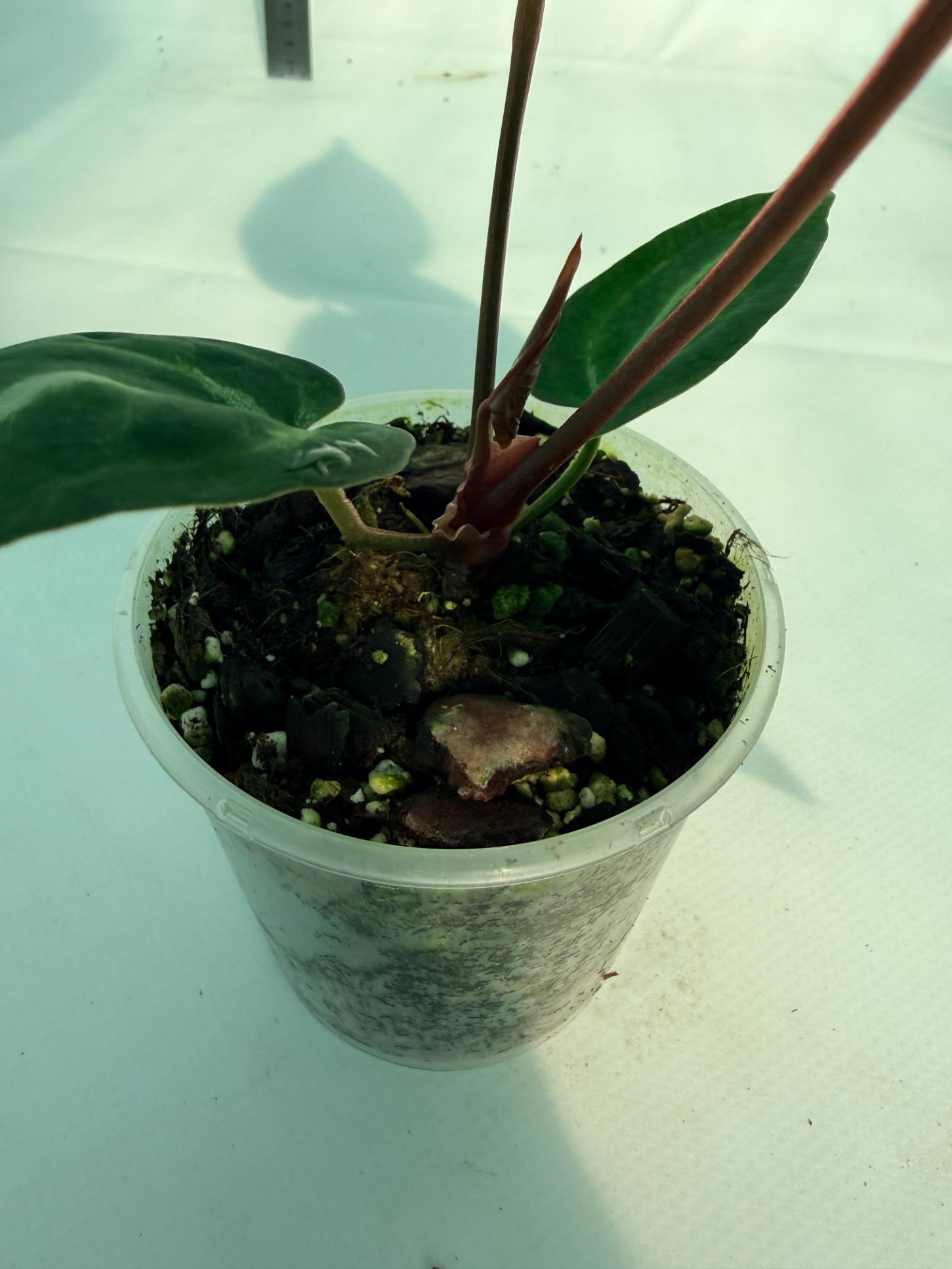 Anthurium Wonderboy A x Anthurium FTG Crystallinum x Anthurium Dorayaki 8