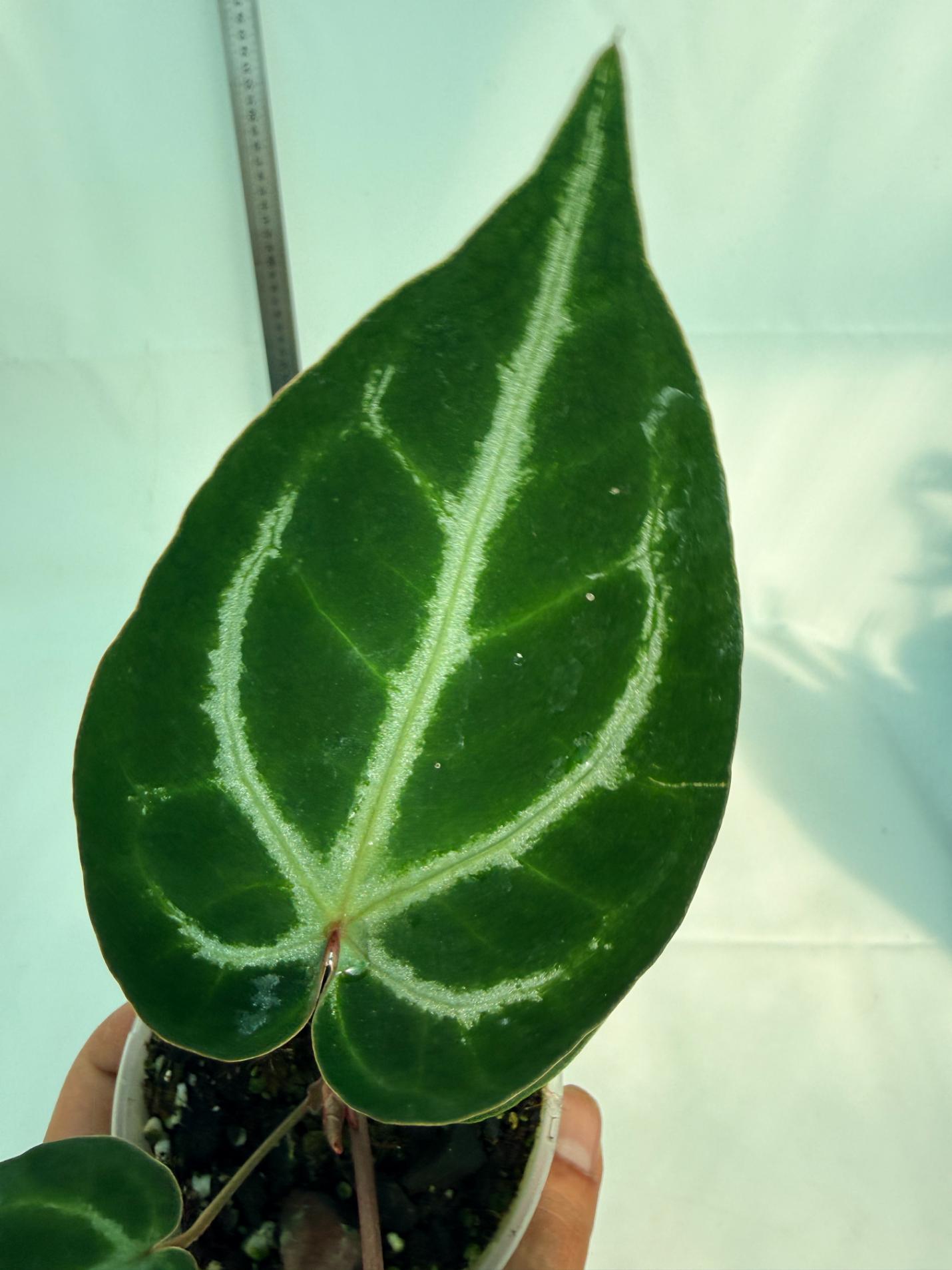 Anthurium Wonderboy A x Anthurium FTG Crystallinum x Anthurium Dorayaki 7