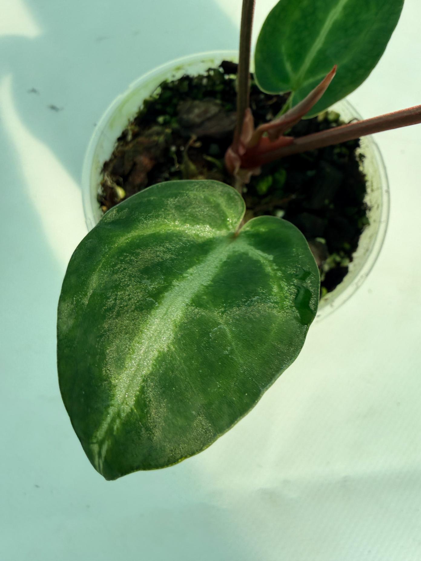 Anthurium Wonderboy A x Anthurium FTG Crystallinum x Anthurium Dorayaki 10