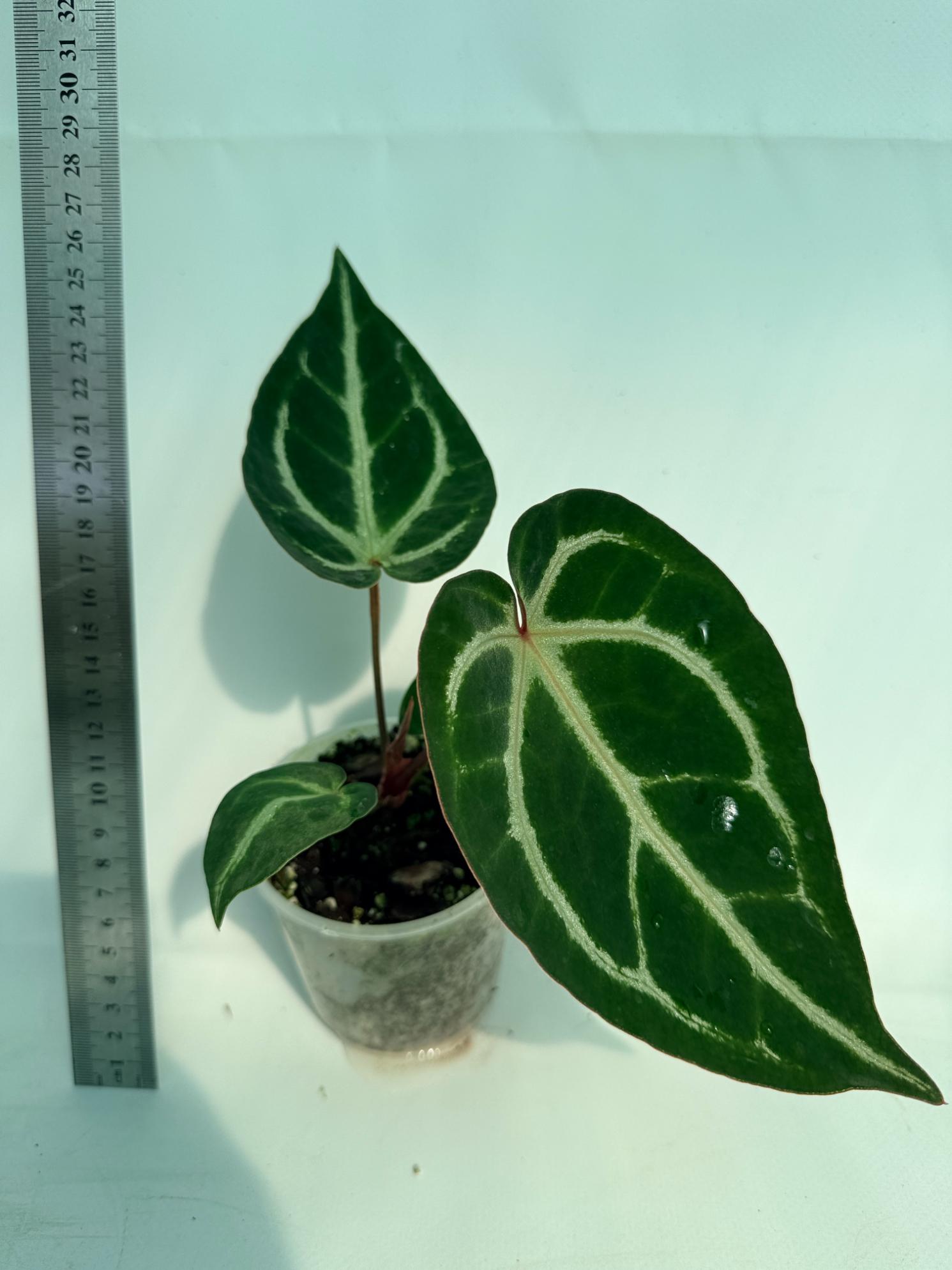Anthurium Wonderboy A x Anthurium FTG Crystallinum x Anthurium Dorayaki 4