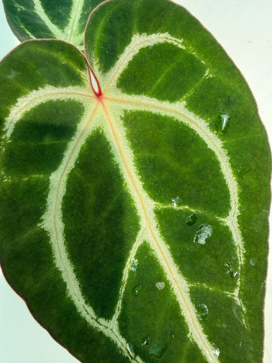 Anthurium Wonderboy A x Anthurium FTG Crystallinum x Anthurium Dorayaki 3