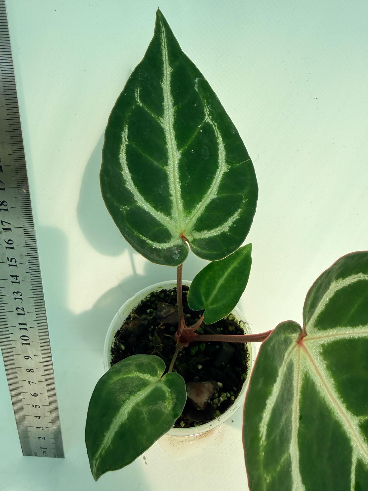 Anthurium Wonderboy A x Anthurium FTG Crystallinum x Anthurium Dorayaki 9